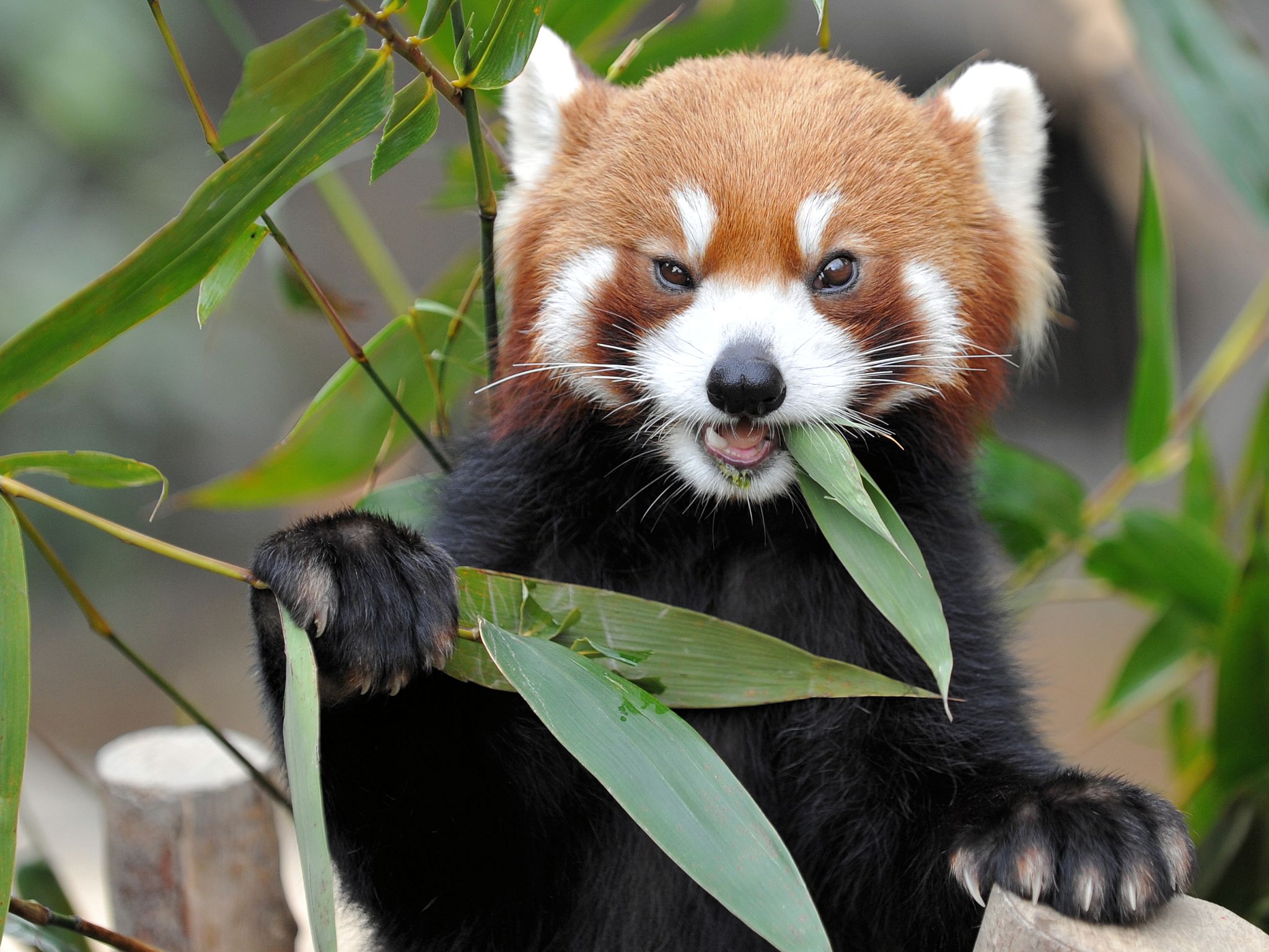 572755 Bild herunterladen tiere, kleiner panda - Hintergrundbilder und Bildschirmschoner kostenlos