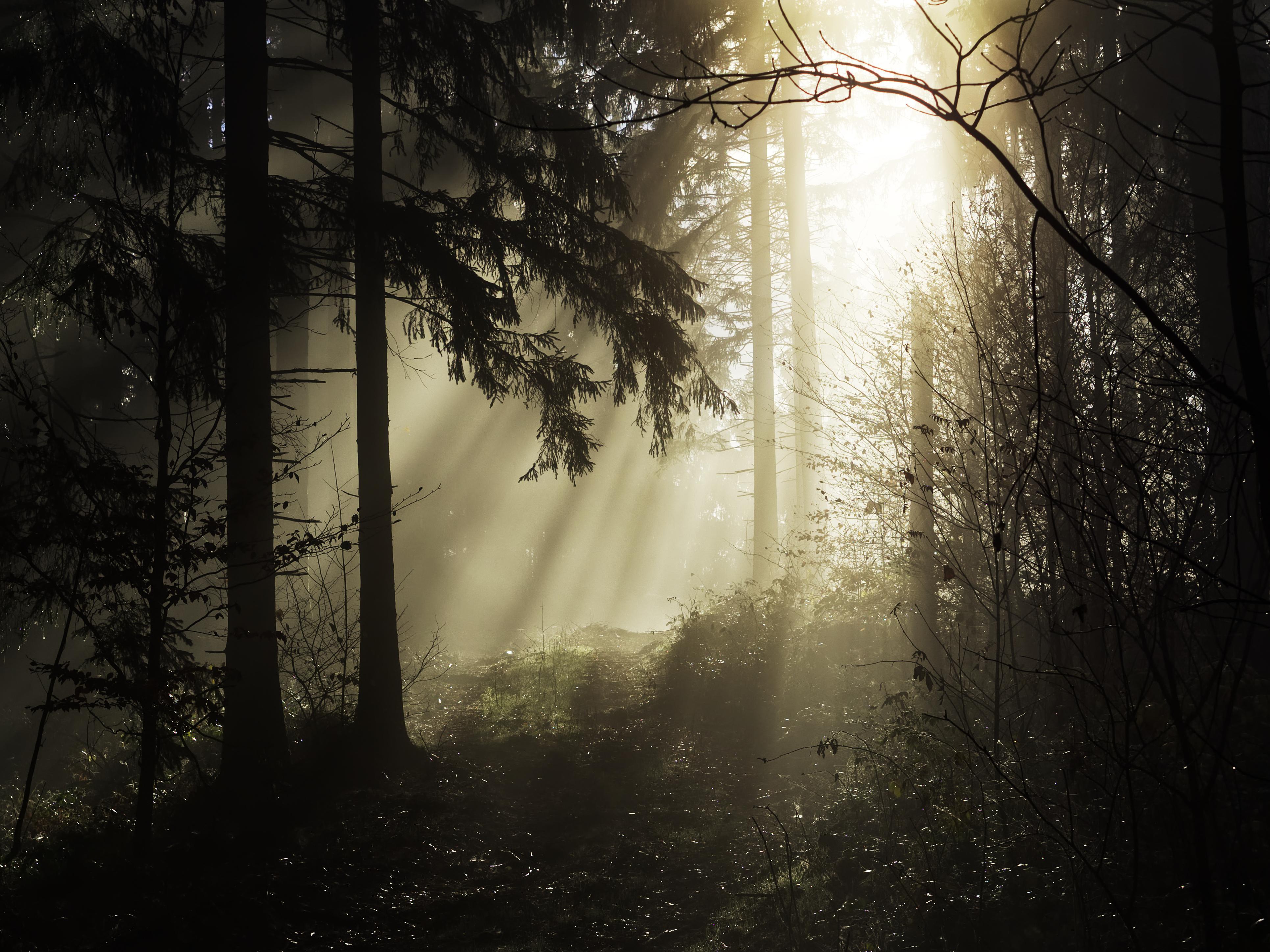 Laden Sie das Wald, Baum, Nebel, Sonnenstrahl, Erde/natur-Bild kostenlos auf Ihren PC-Desktop herunter