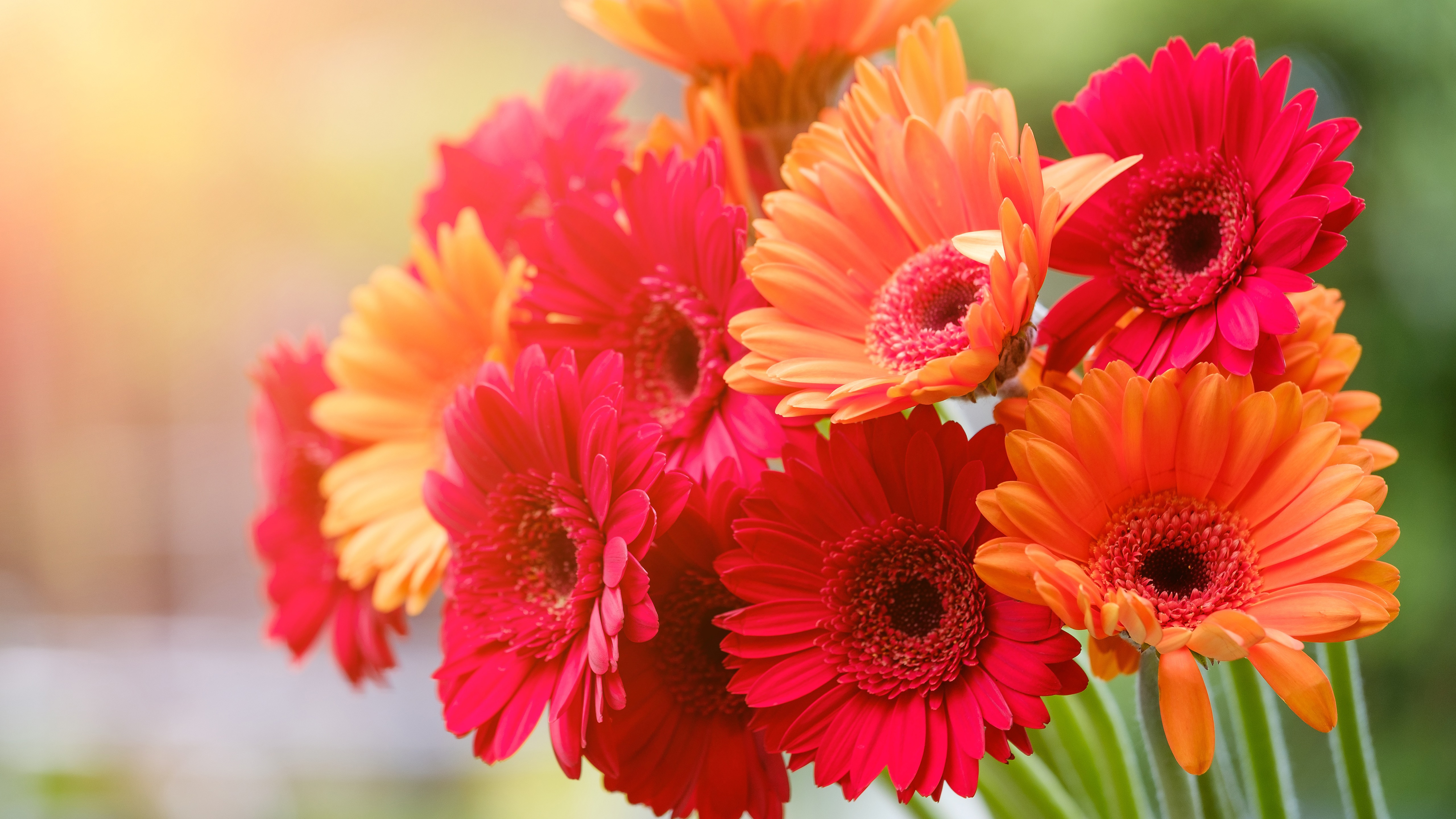 Descarga gratis la imagen Flores, Gerberas, Flor, Tierra/naturaleza en el escritorio de tu PC