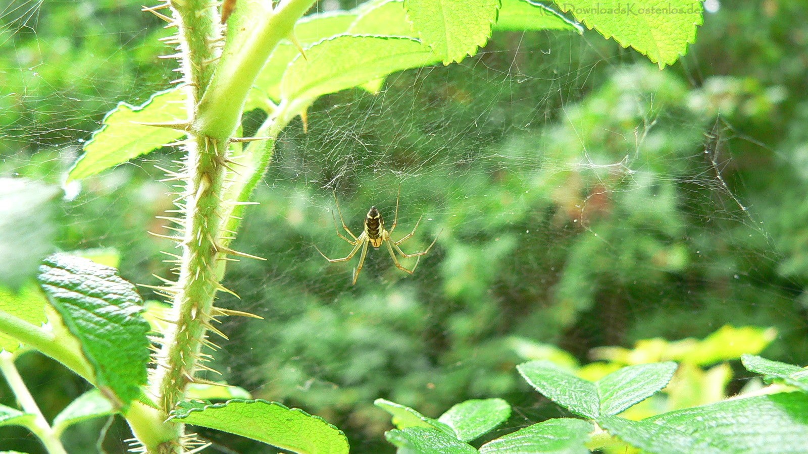 Handy-Wallpaper Spinnen, Spinne, Tiere kostenlos herunterladen.