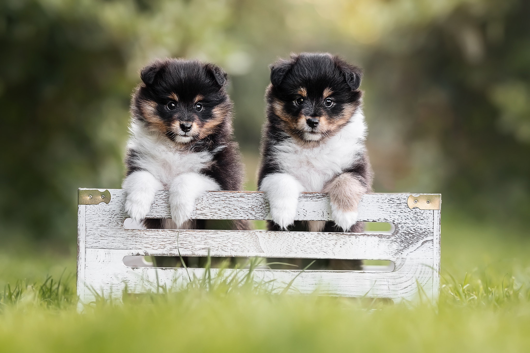 Free download wallpaper Dogs, Dog, Animal, Puppy, Baby Animal on your PC desktop