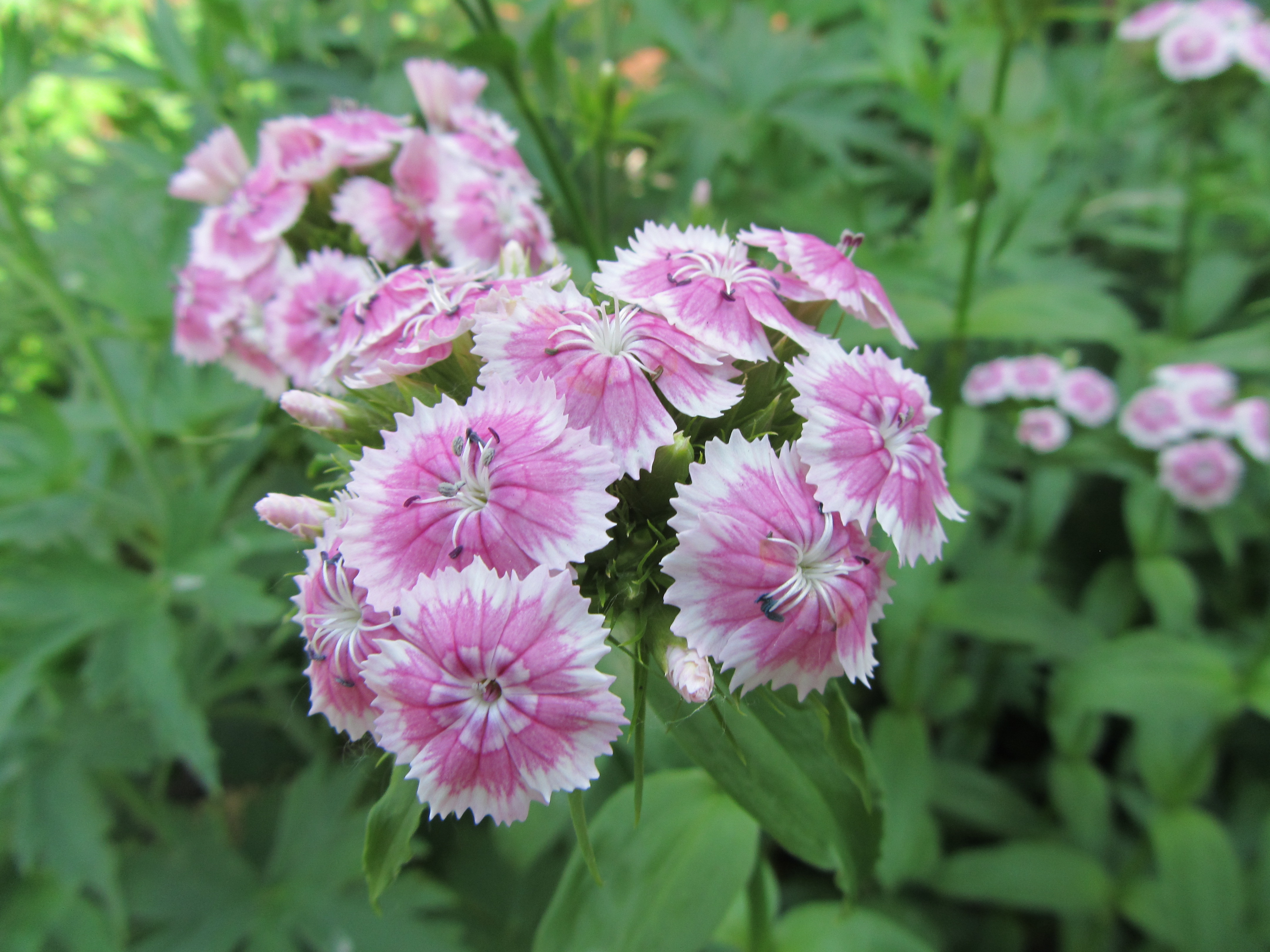 Téléchargez gratuitement l'image Fleurs, Fleur, Terre/nature sur le bureau de votre PC