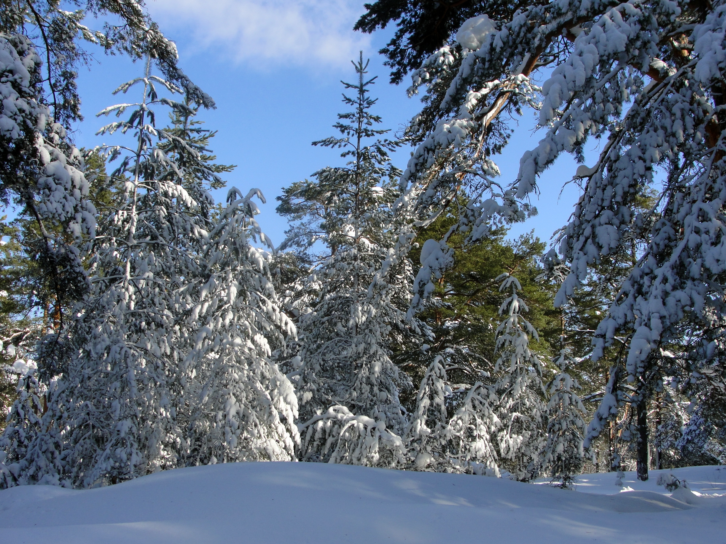 136003 скачать картинку зима, природа, деревья, небо, снег, ветки, ясно, голубое, тяжесть, прогиб - обои и заставки бесплатно
