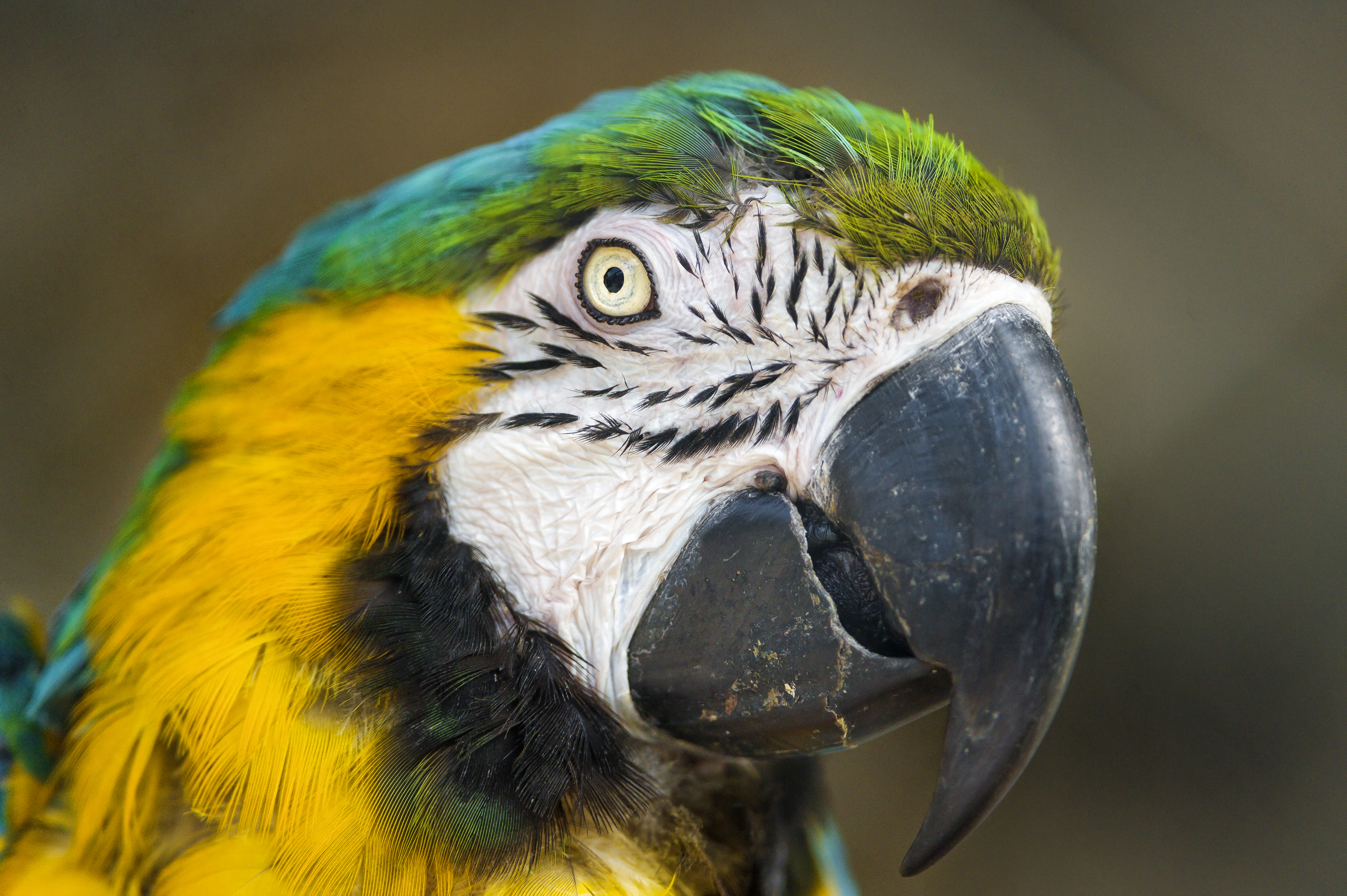 無料モバイル壁紙動物, 鳥, オウム, 大きい, コンゴウインコ, 青と黄色のコンゴウインコをダウンロードします。
