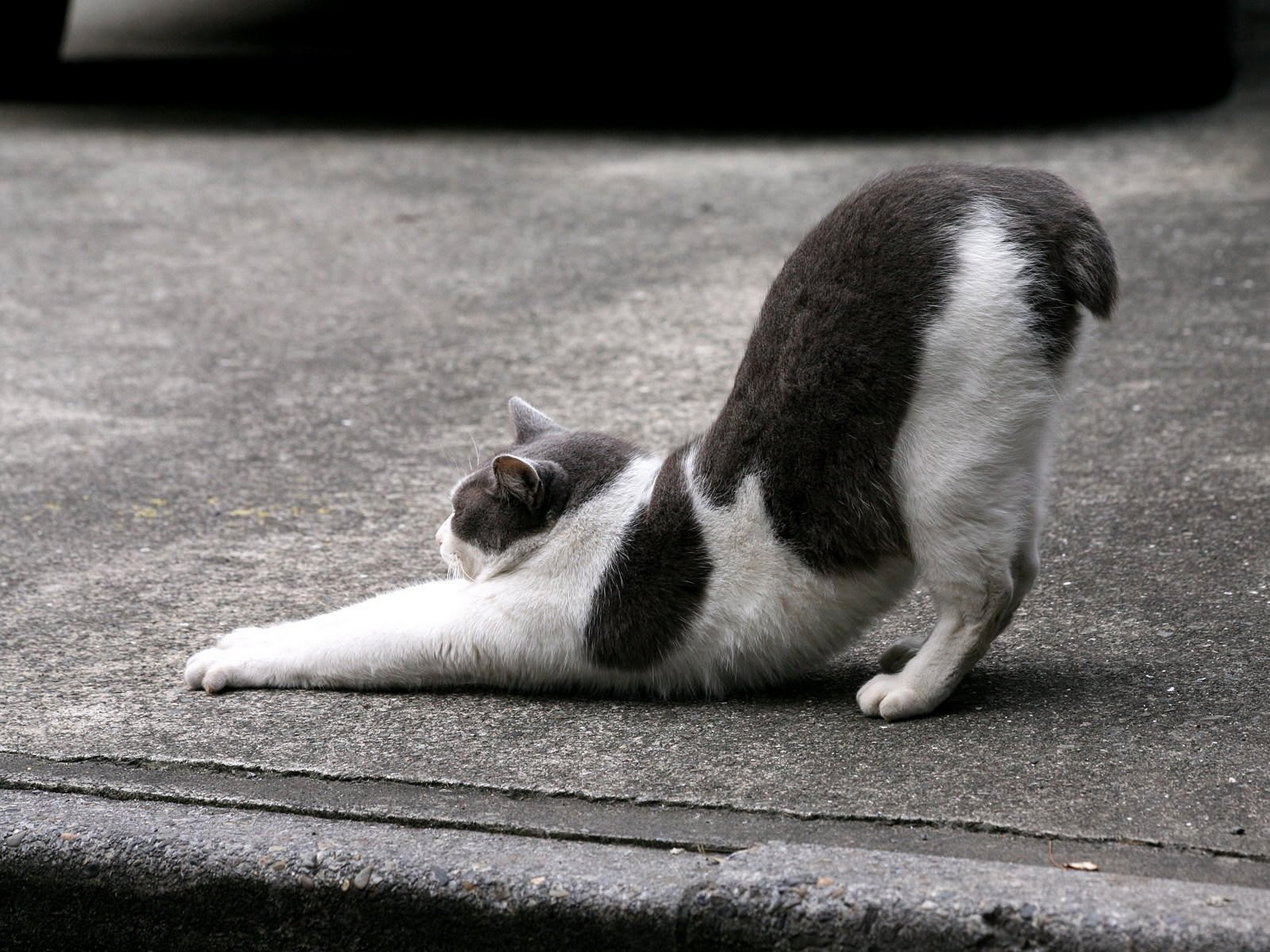 Handy-Wallpaper Tiere, Katze kostenlos herunterladen.