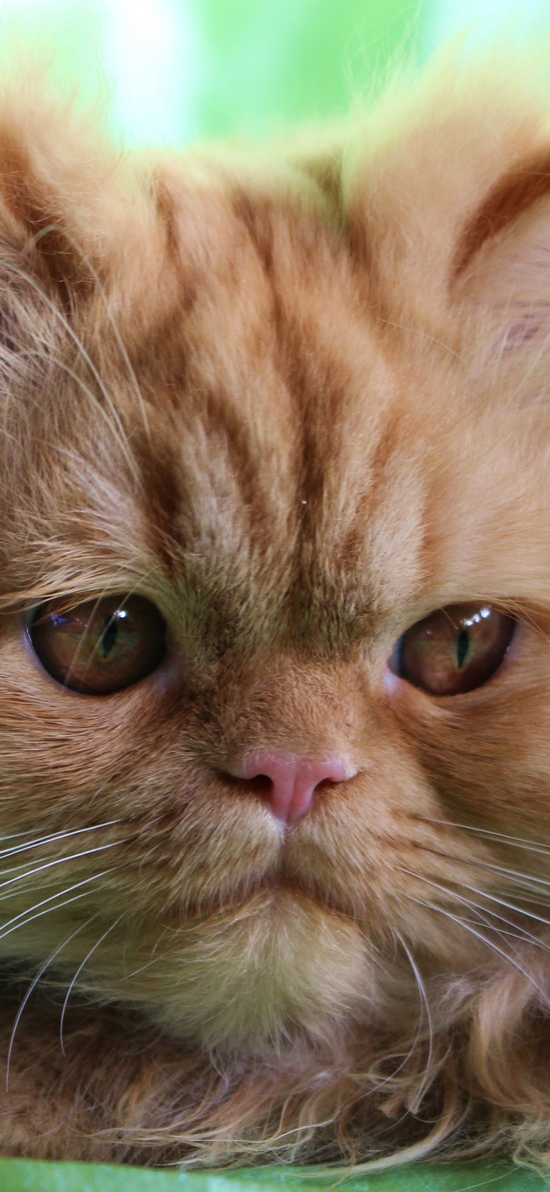 Descarga gratuita de fondo de pantalla para móvil de Animales, Gatos, Gato, Gato Persa.