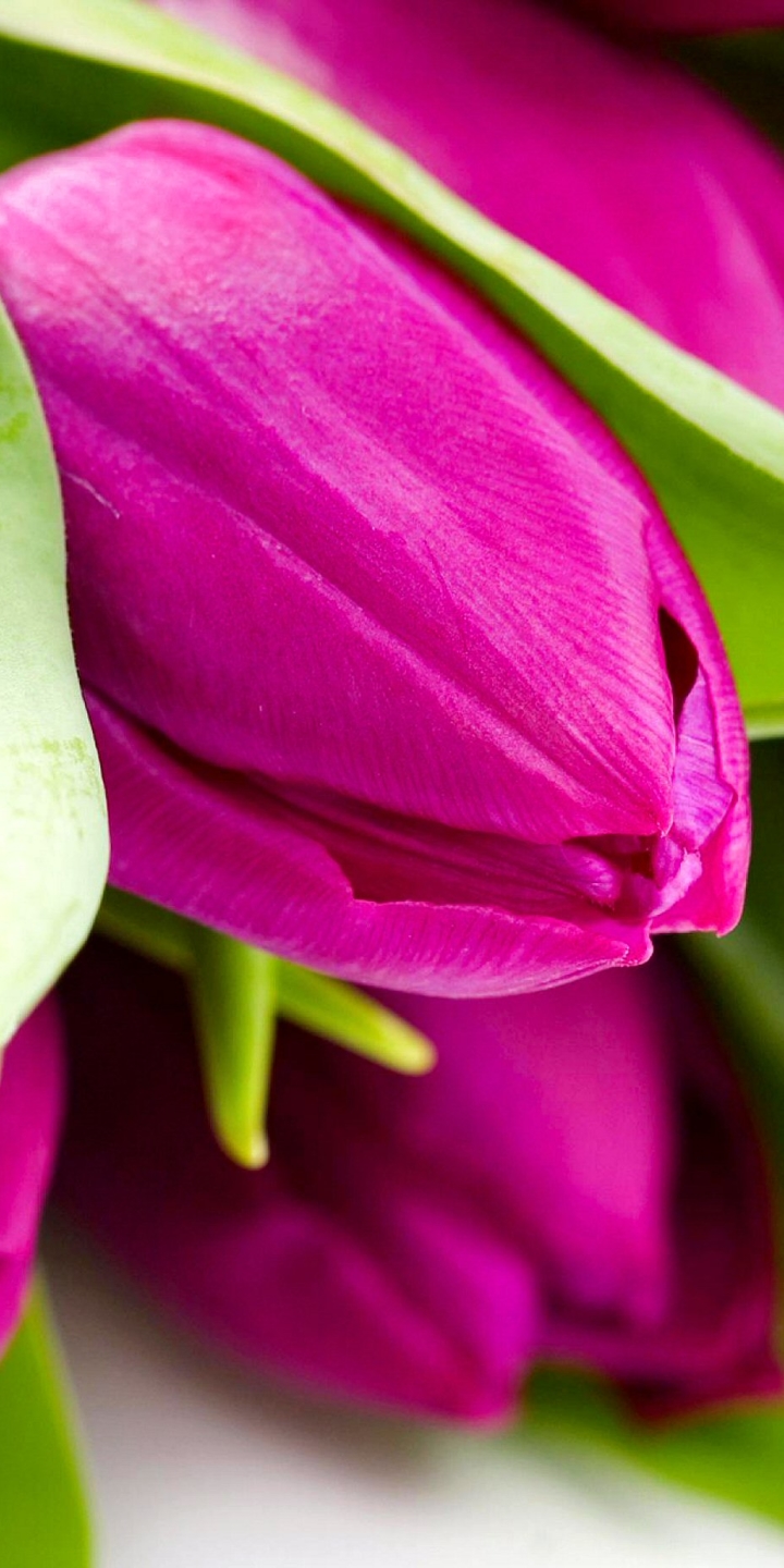 Descarga gratuita de fondo de pantalla para móvil de Flores, Flor, Tulipán, Tierra/naturaleza.