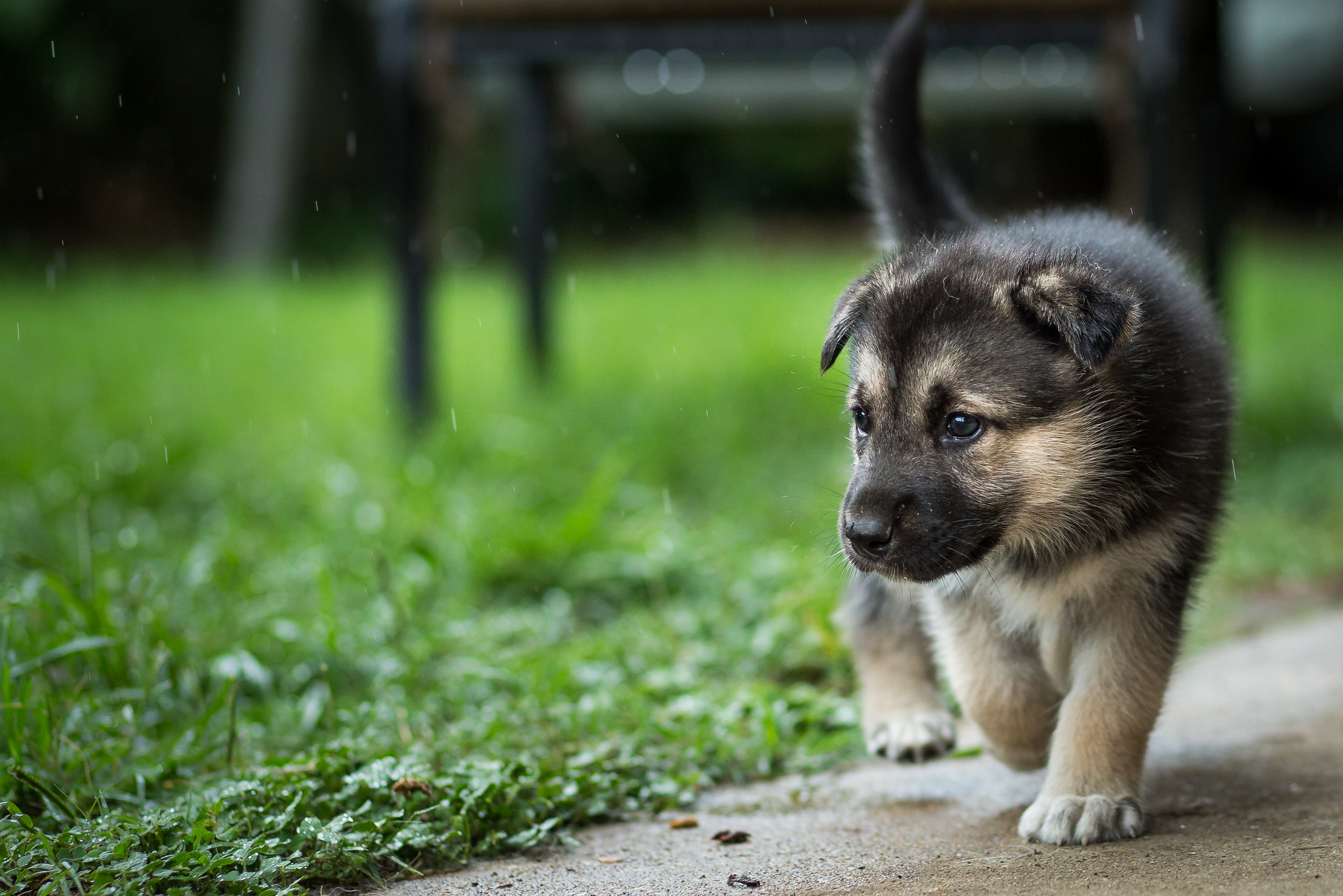 Free download wallpaper Puppy, Dogs, Animal on your PC desktop