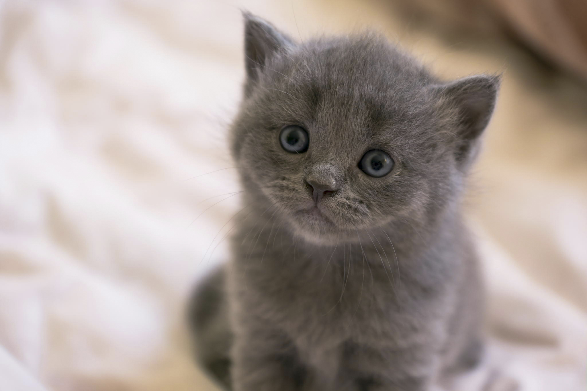 Téléchargez gratuitement l'image Animaux, Chats, Chat sur le bureau de votre PC