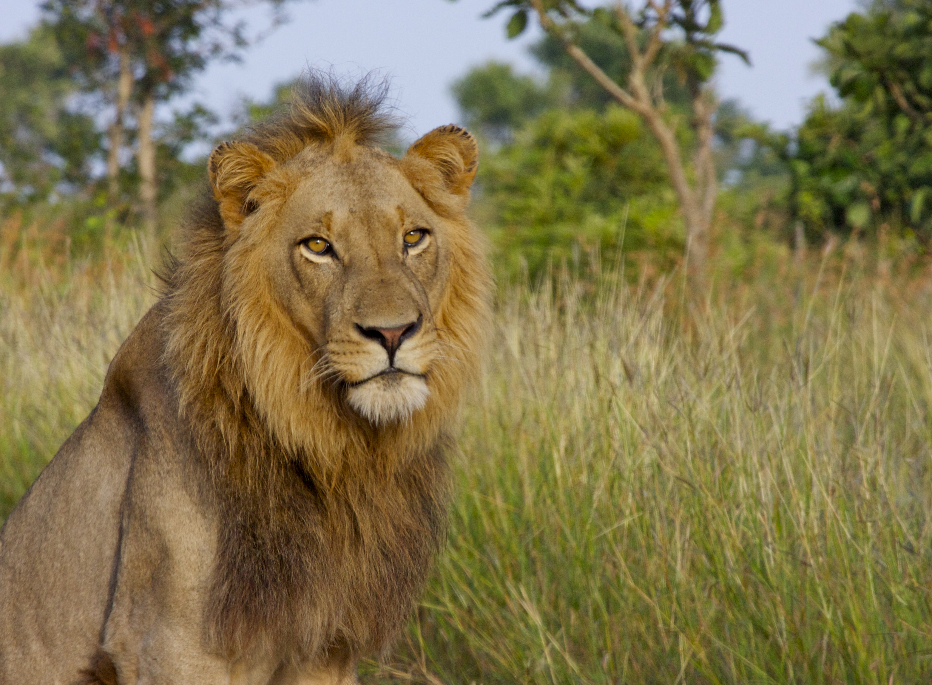 無料モバイル壁紙動物, ライオン, ビッグキャット, 大きな猫, 獣の王をダウンロードします。