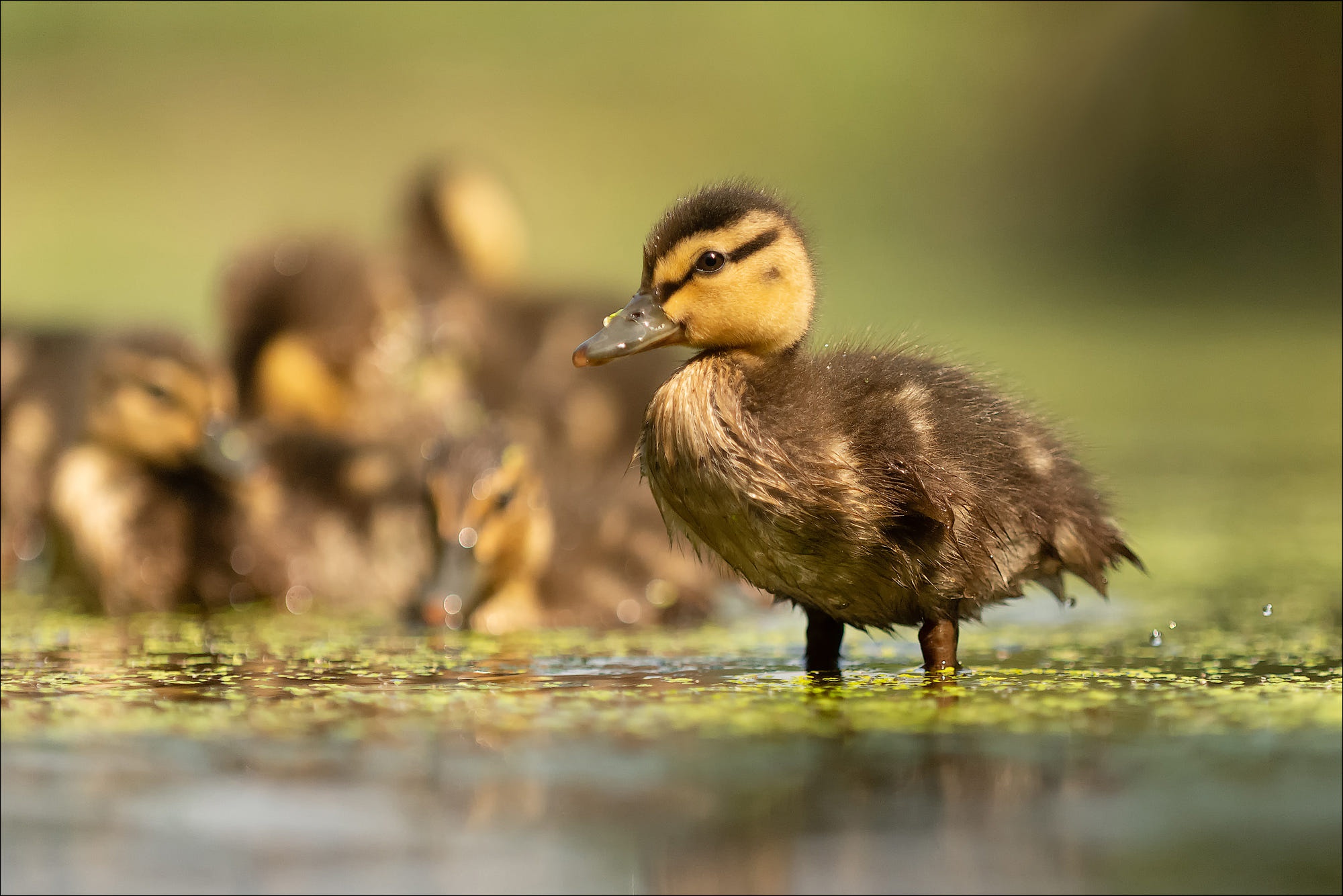 Free download wallpaper Birds, Bird, Animal, Duck, Duckling, Baby Animal on your PC desktop