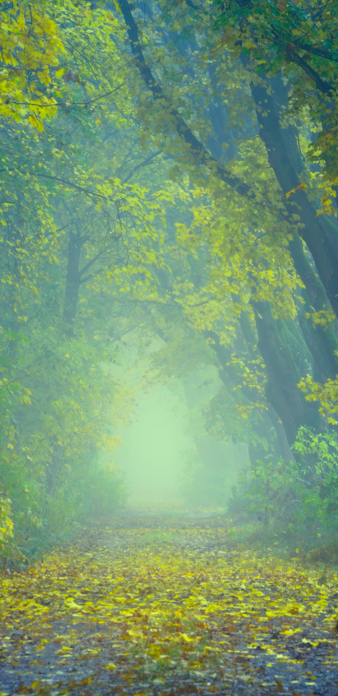 Download mobile wallpaper Forest, Fog, Fall, Earth, Path for free.