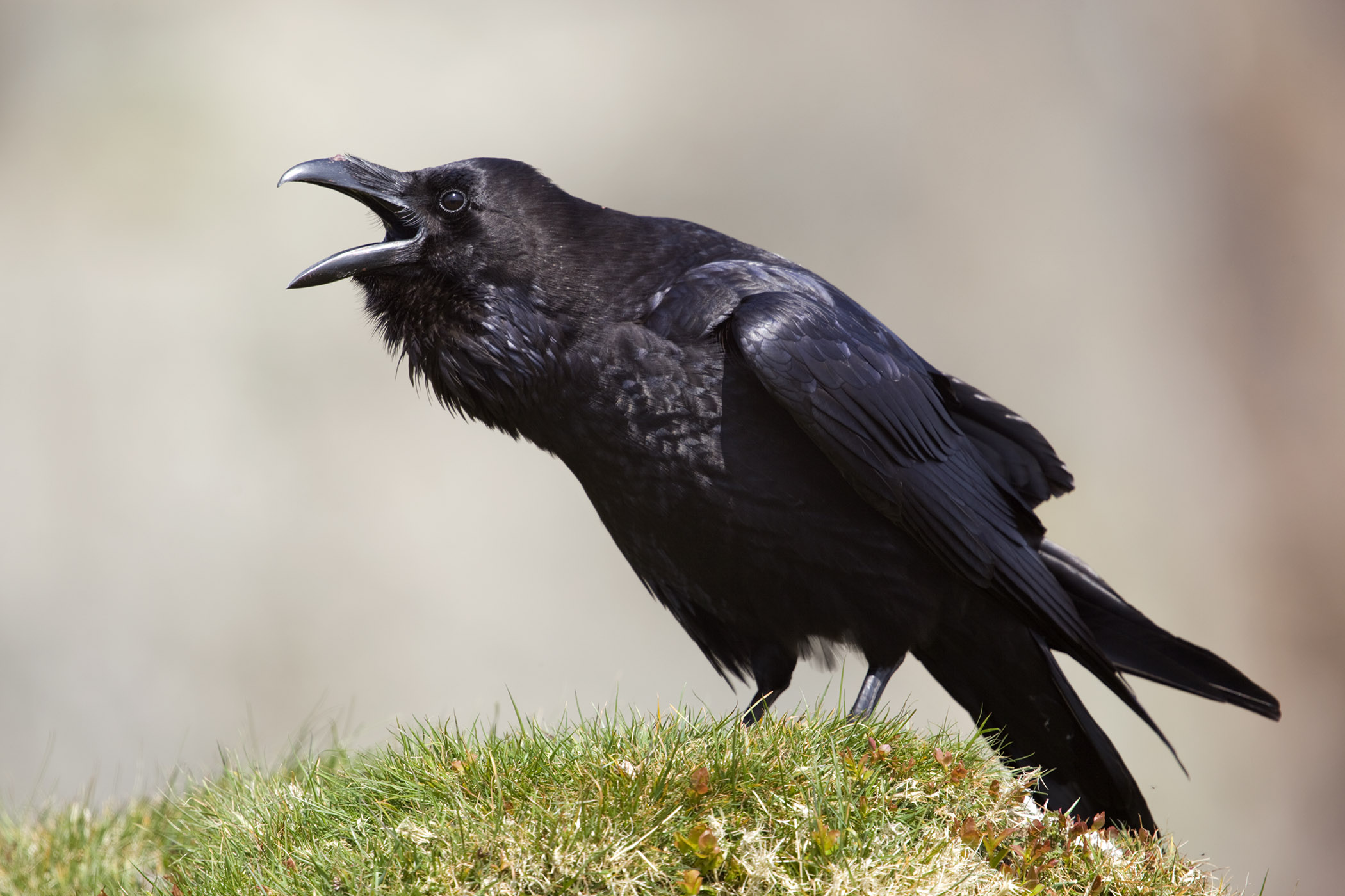 Download mobile wallpaper Bird, Birds, Animal, Raven for free.