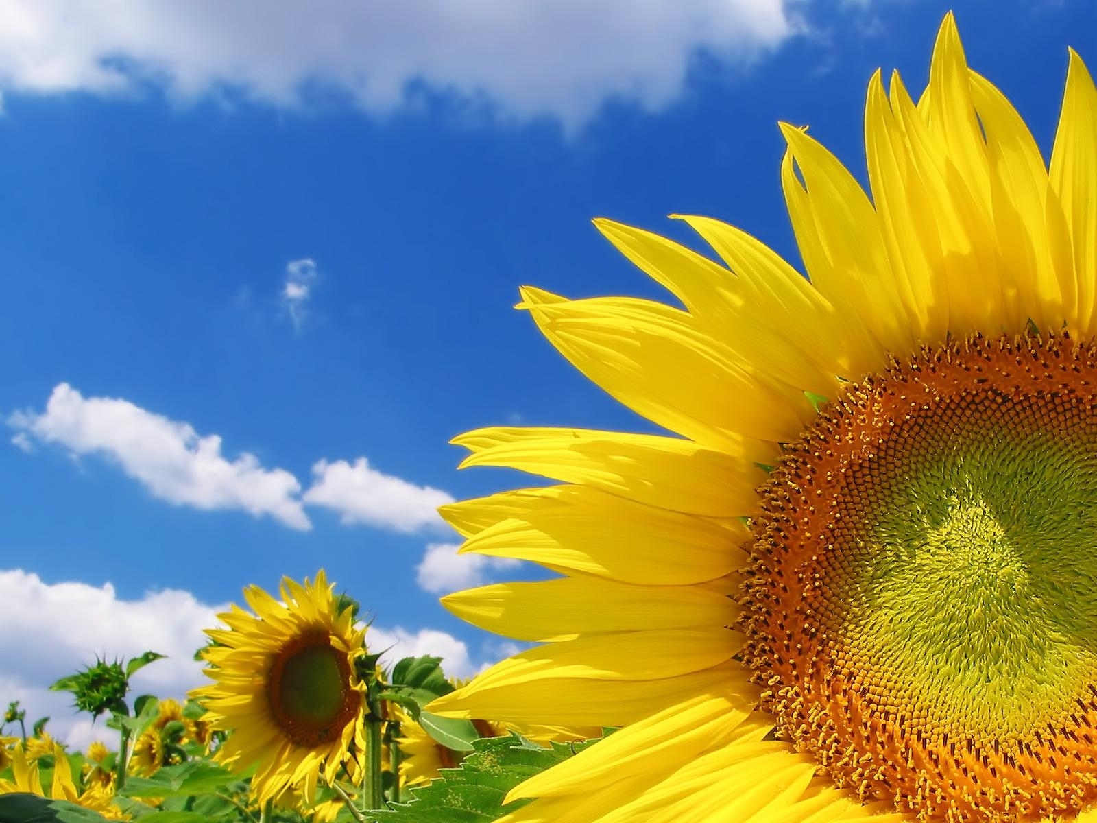 Free download wallpaper Flowers, Plants, Sunflowers on your PC desktop