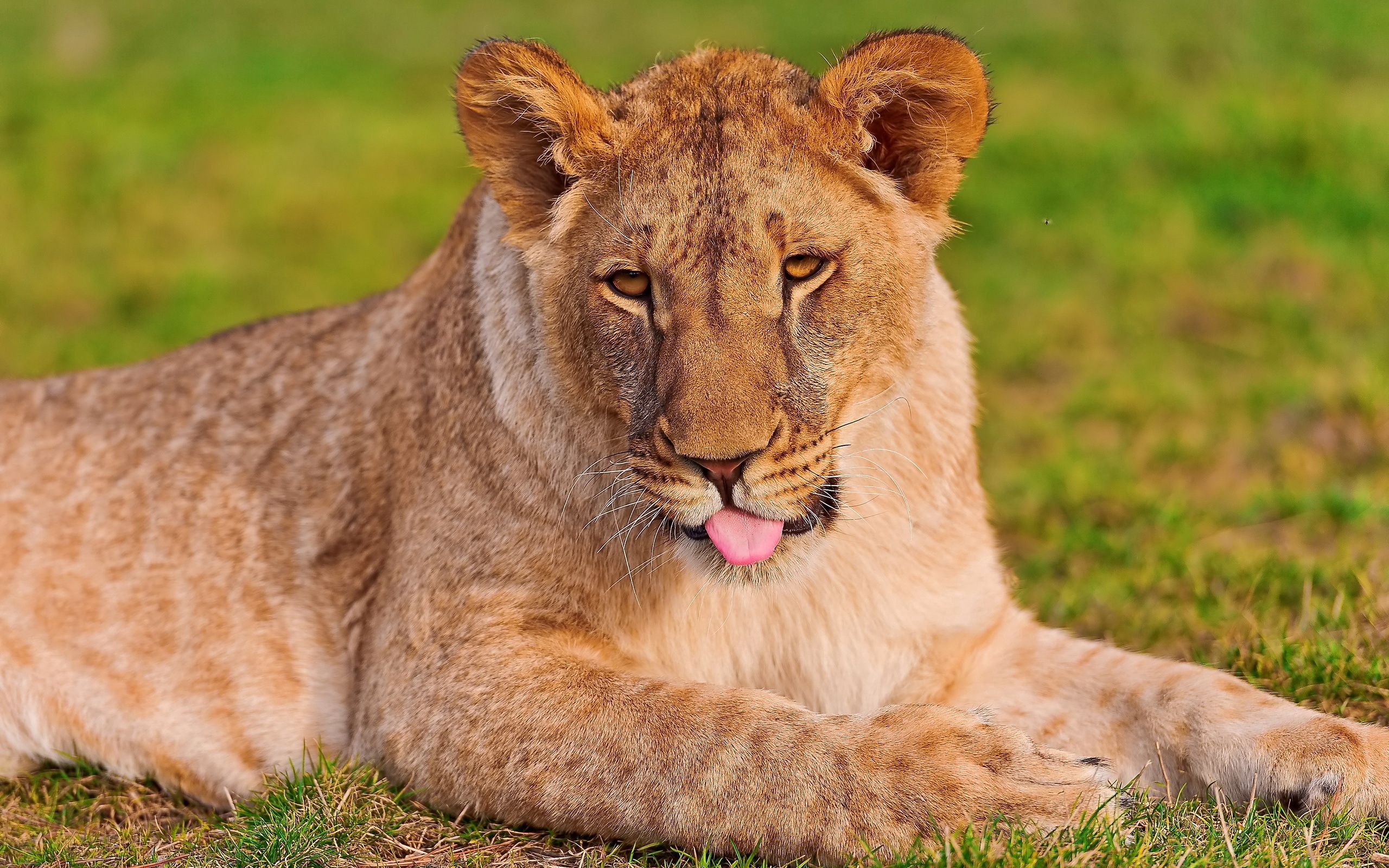 Download mobile wallpaper Grass, Muzzle, Animals, Lioness, Lion for free.