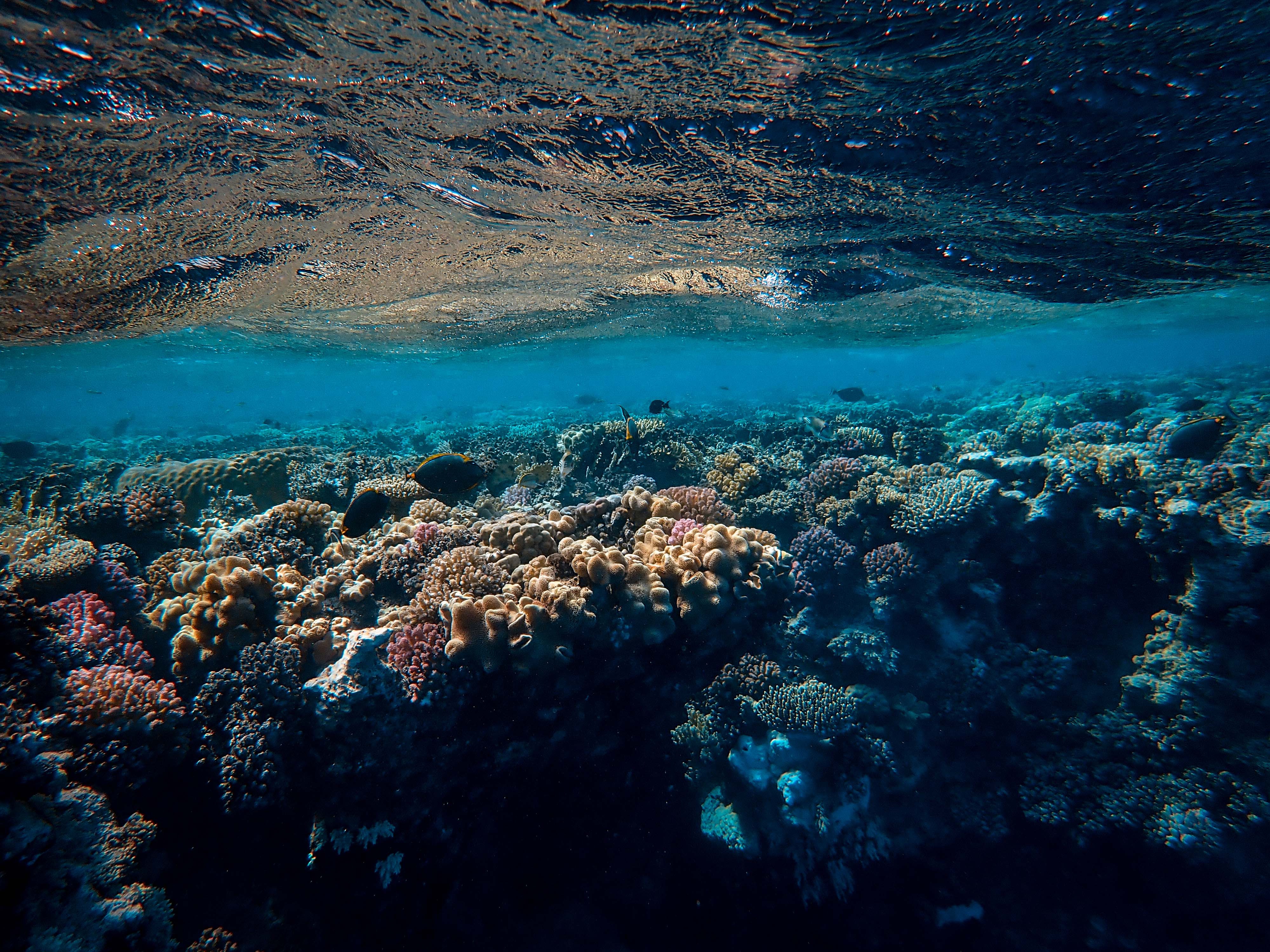 coral, nature, ocean, underwater world, seaweed, algae