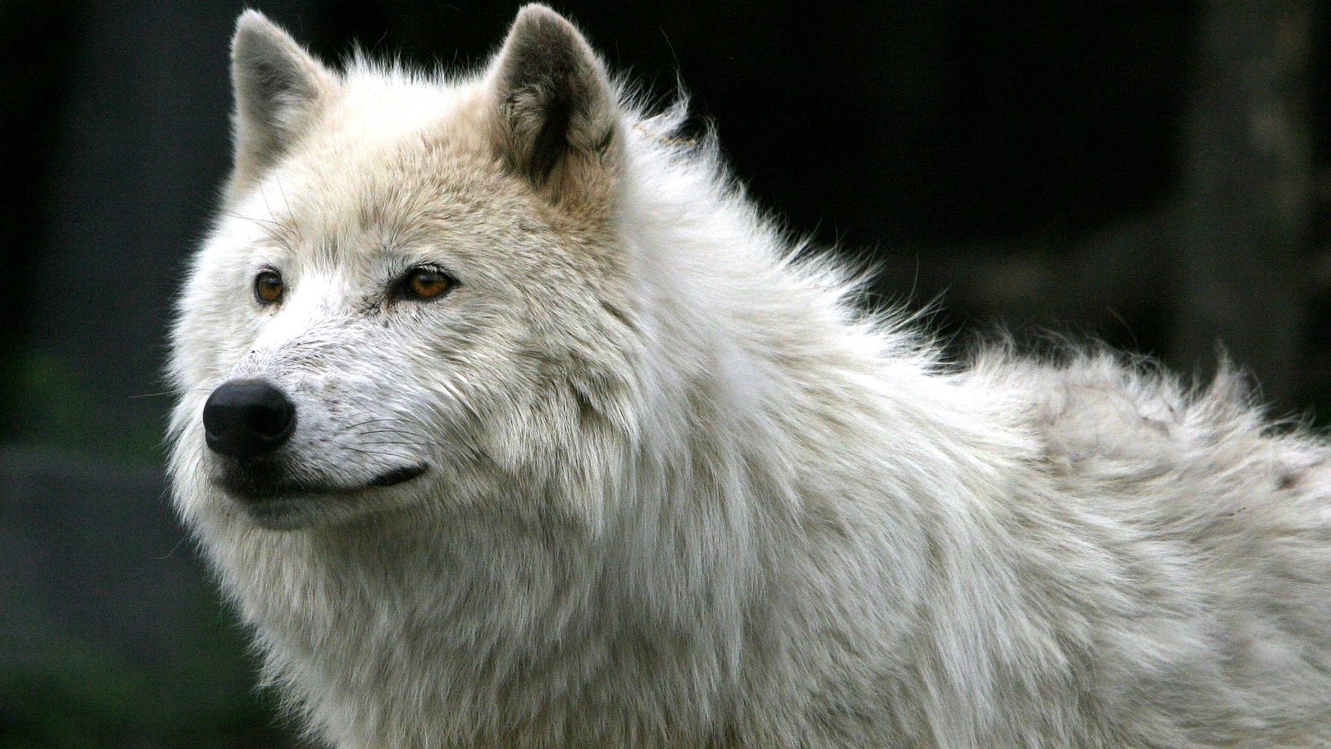 wolf, animals, white, predator, wool Full HD