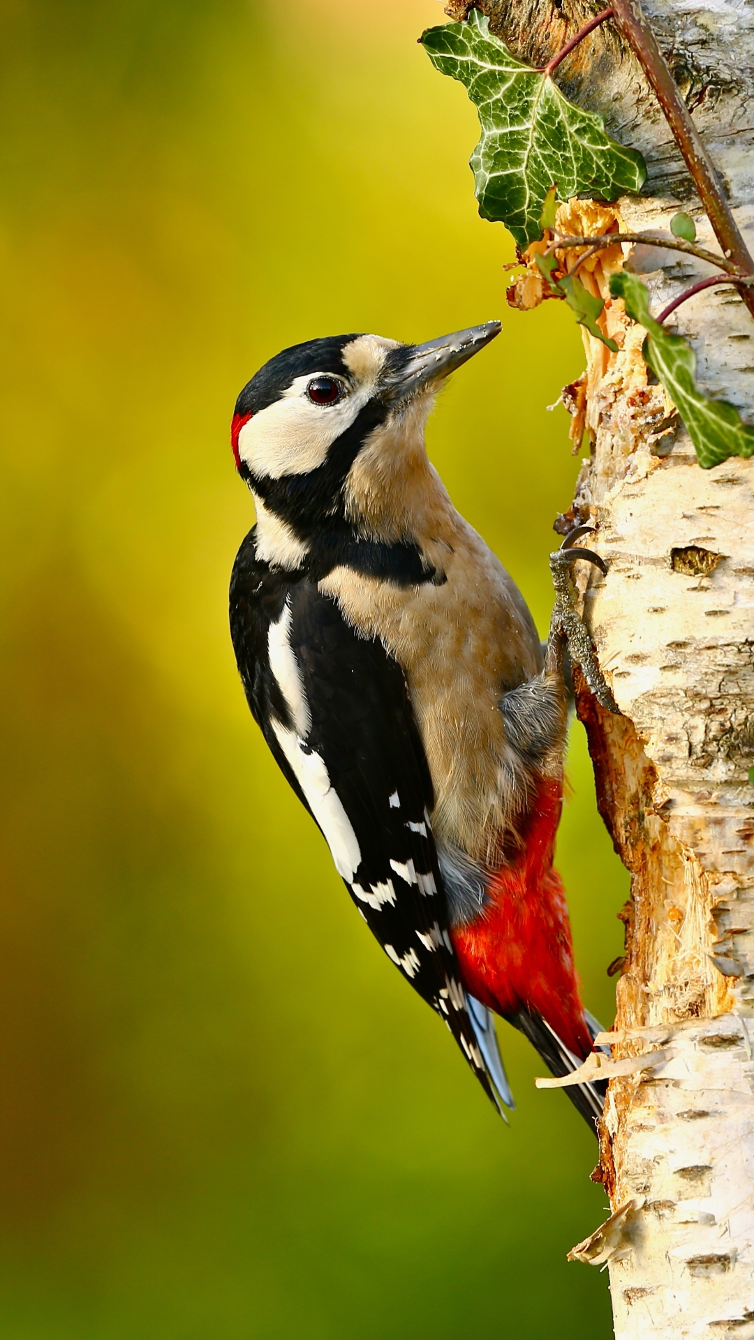 Download mobile wallpaper Birds, Bird, Animal, Woodpecker for free.