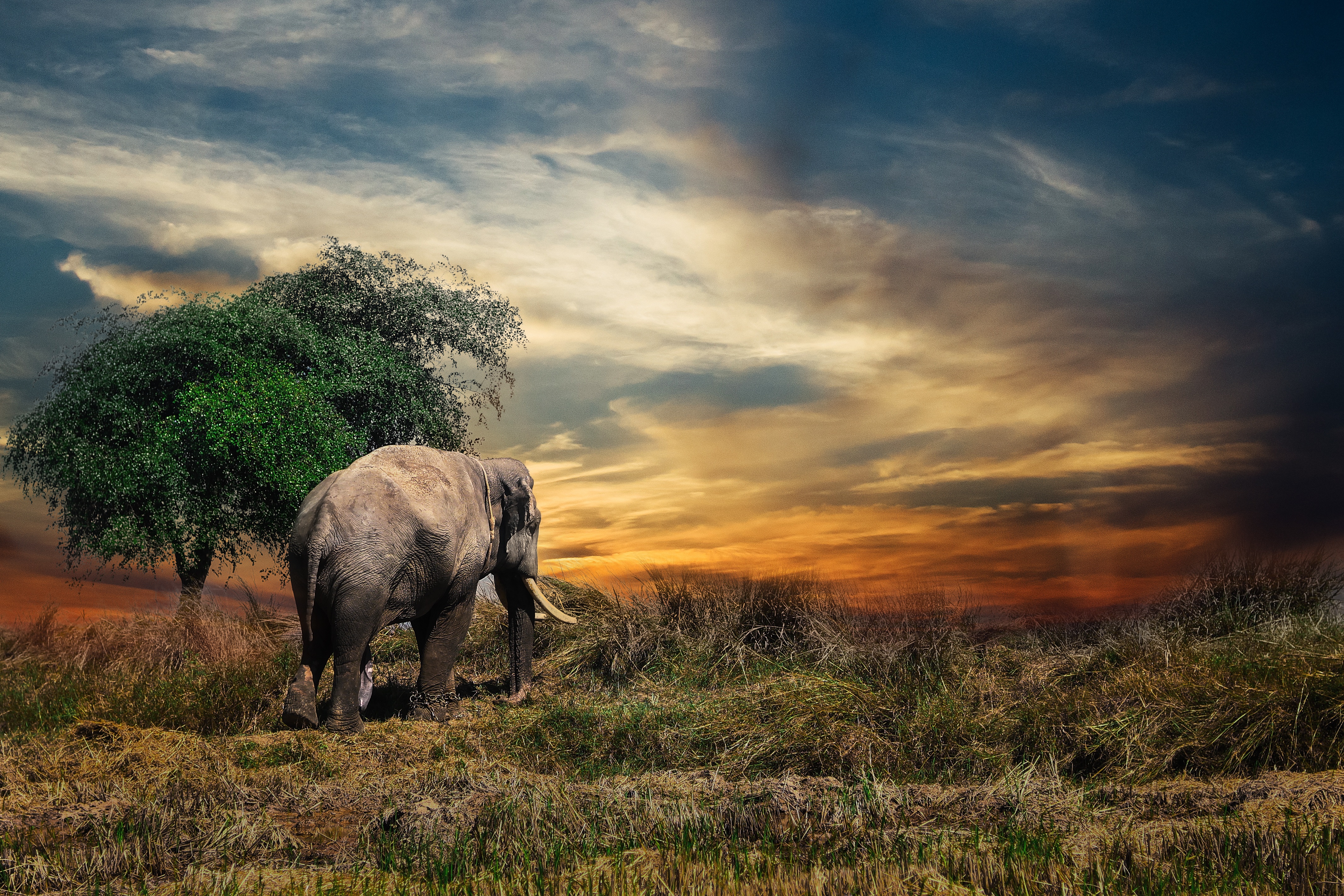 PCデスクトップに象, 木, 草, 動物画像を無料でダウンロード