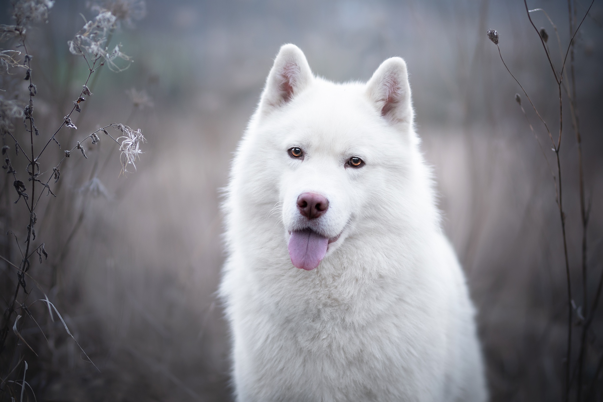 Handy-Wallpaper Tiere, Hunde, Hund kostenlos herunterladen.