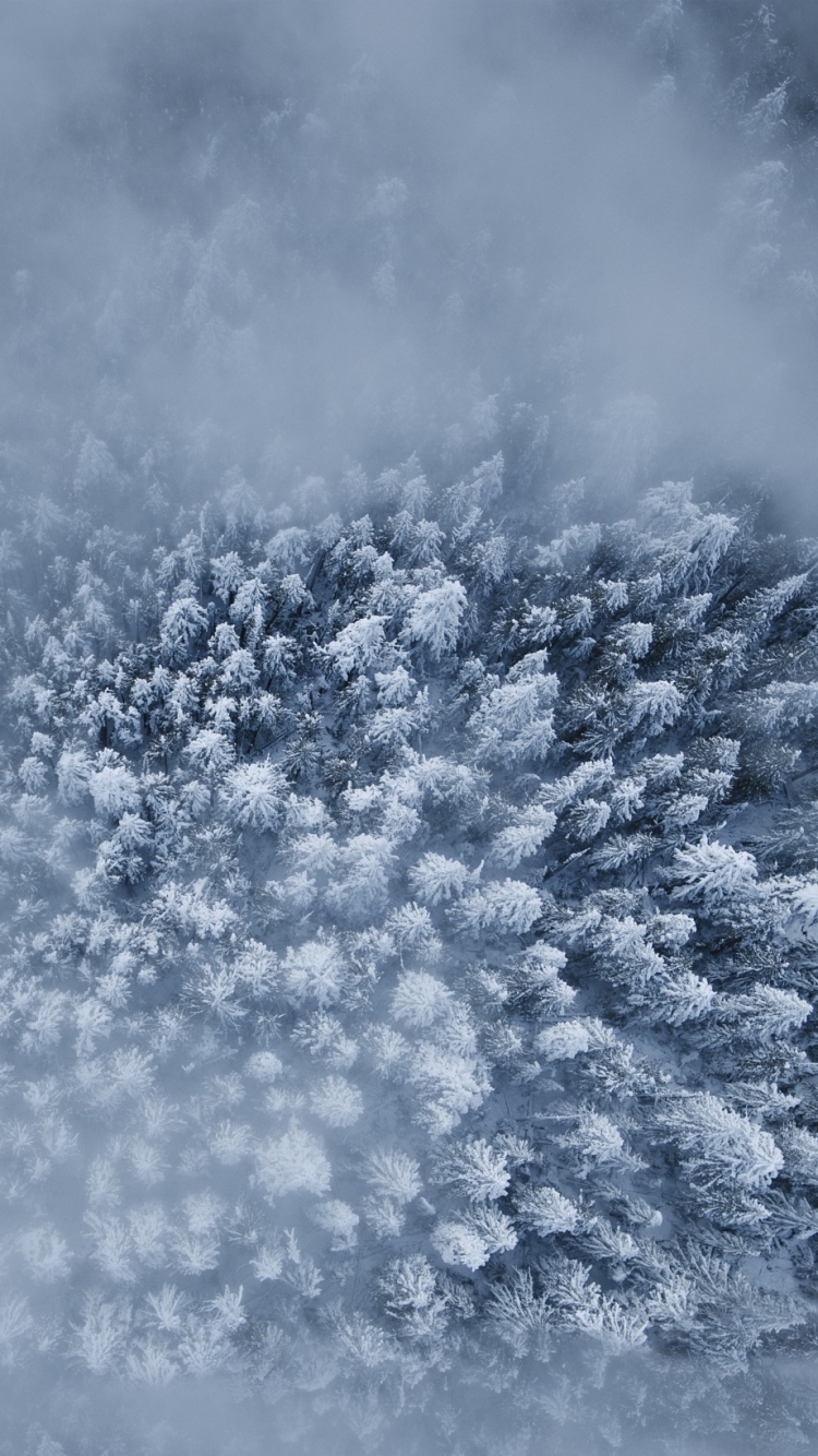 Download mobile wallpaper Winter, Nature, Forest, Fog, Earth, Aerial for free.