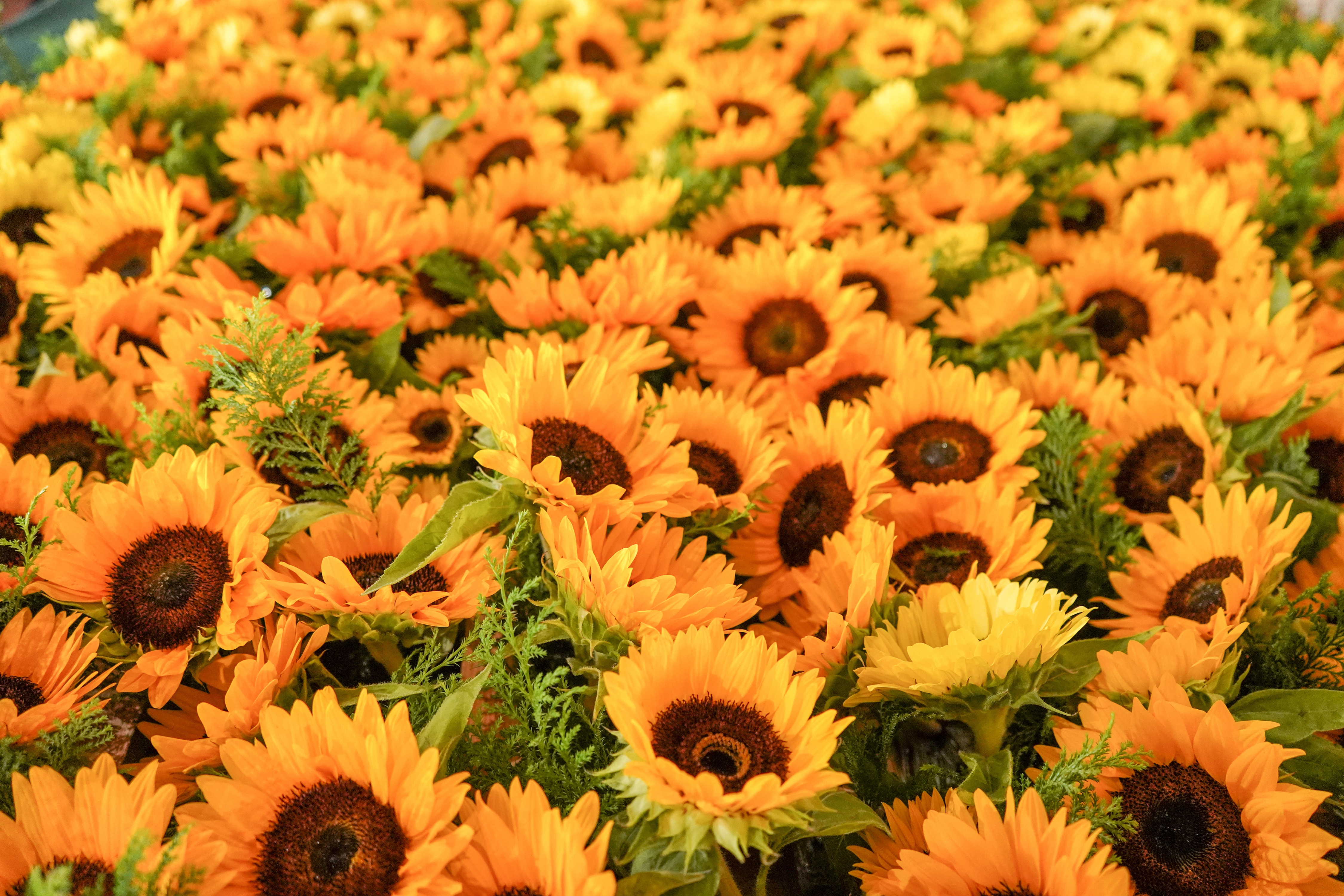 439078 Hintergrundbilder und Sonnenblume Bilder auf dem Desktop. Laden Sie  Bildschirmschoner kostenlos auf den PC herunter