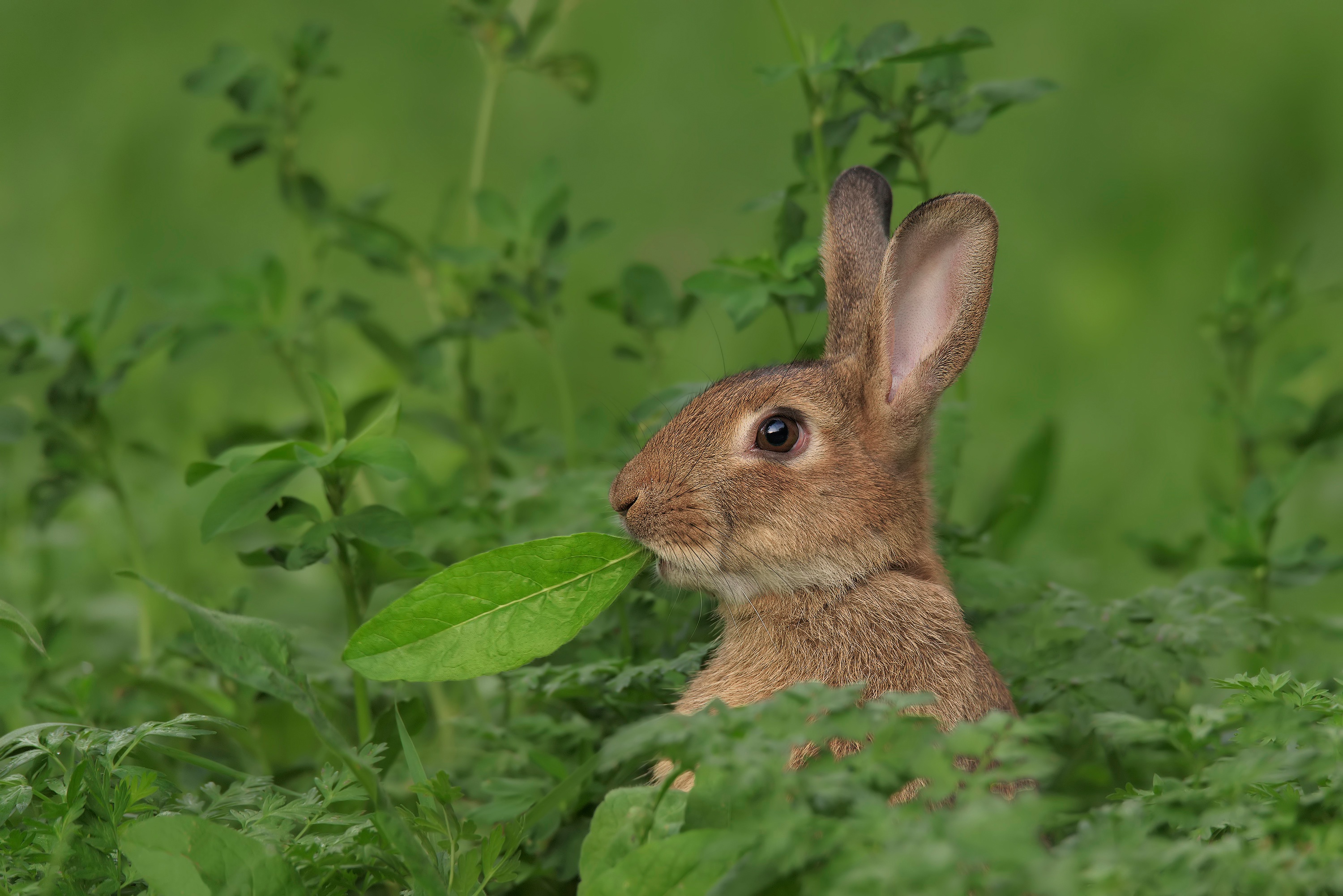 Download mobile wallpaper Animal, Rabbit, Greenery for free.