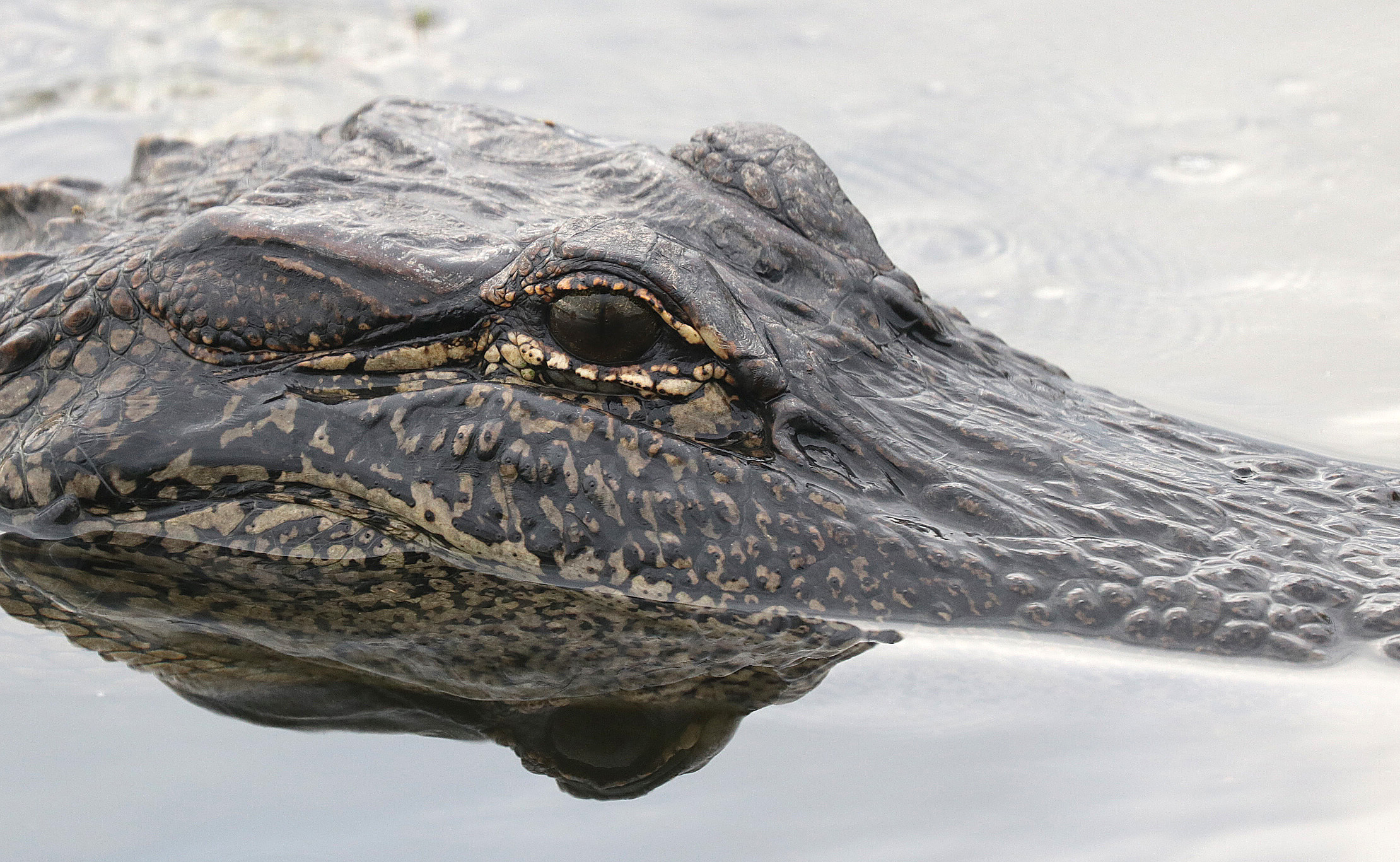 781764 Hintergrundbild herunterladen tiere, alligator, nahansicht, auge, reptil - Bildschirmschoner und Bilder kostenlos