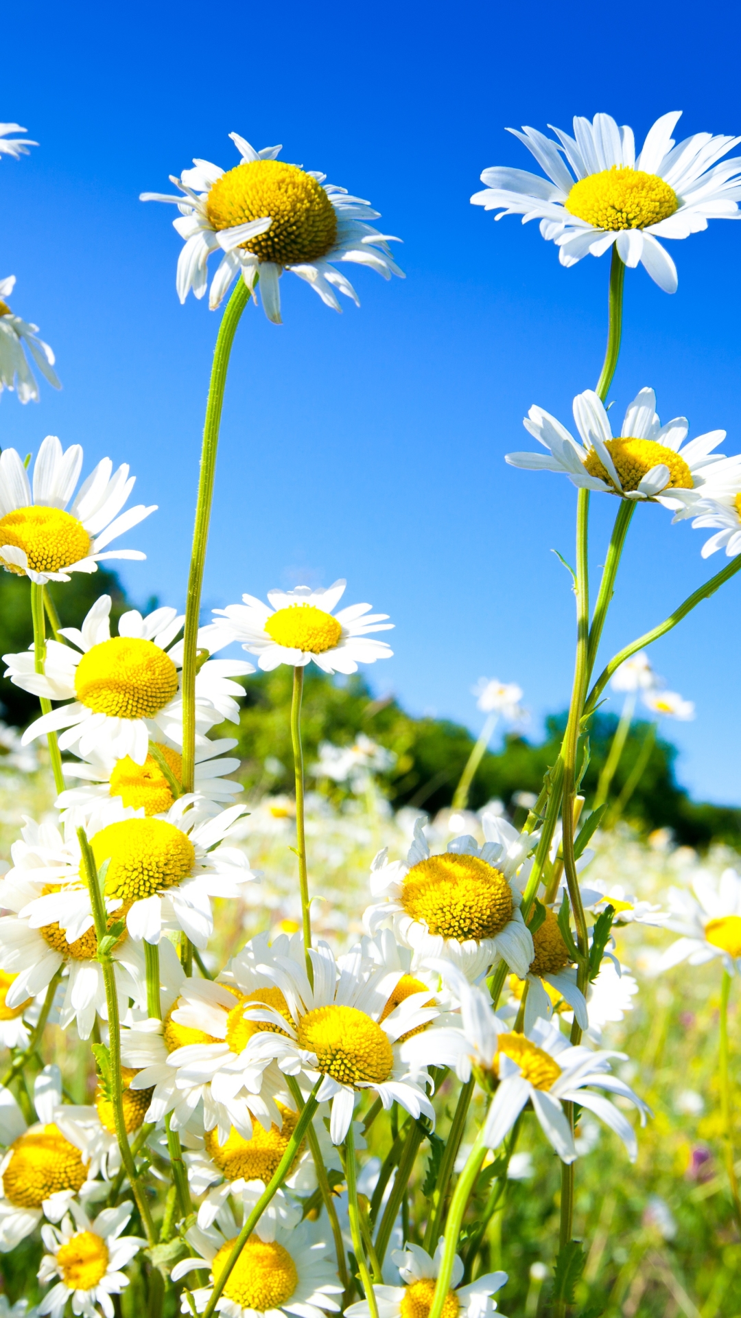 Handy-Wallpaper Natur, Blumen, Sommer, Blume, Gänseblümchen, Weiße Blume, Erde/natur, Tiefenschärfe kostenlos herunterladen.