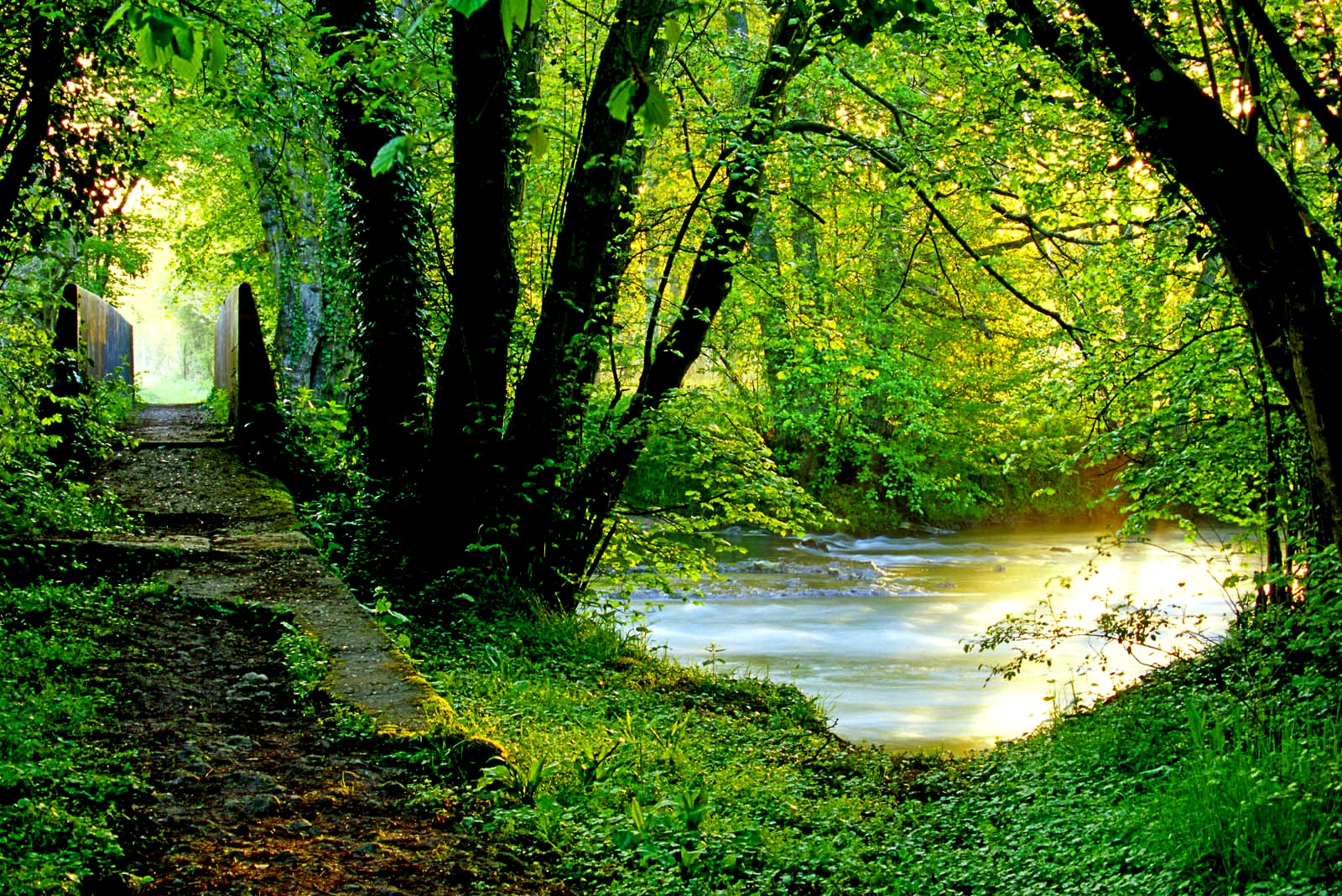 Download mobile wallpaper Forest, Tree, Earth, Path, Pond for free.