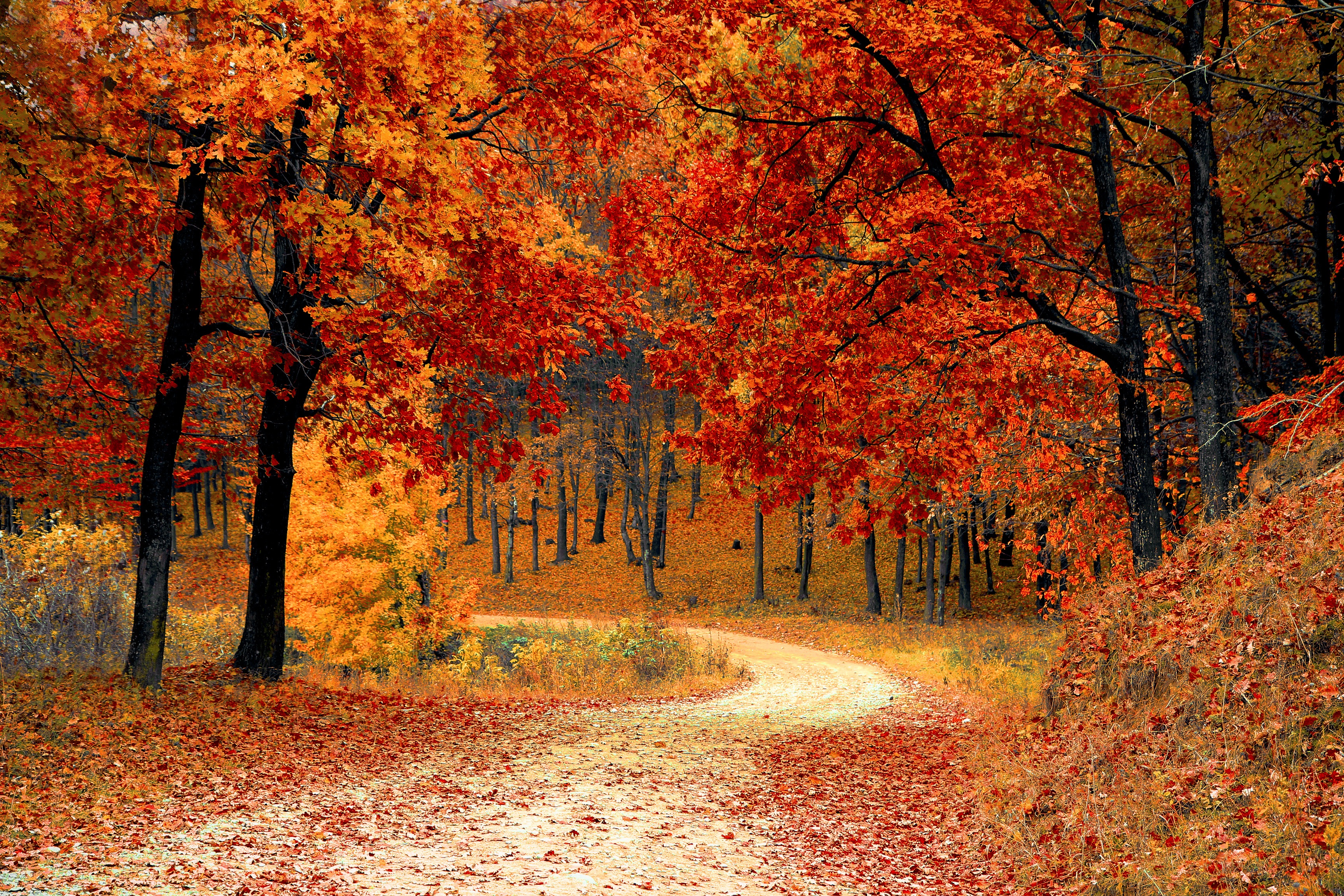 Free download wallpaper Forest, Tree, Fall, Path, Man Made on your PC desktop