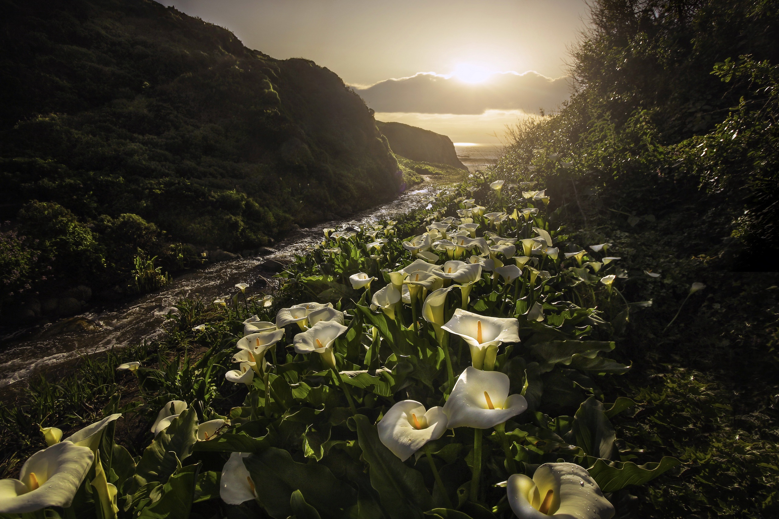 Free download wallpaper Nature, Flowers, Sunset, Flower, Earth, White Flower, Calla Lily on your PC desktop