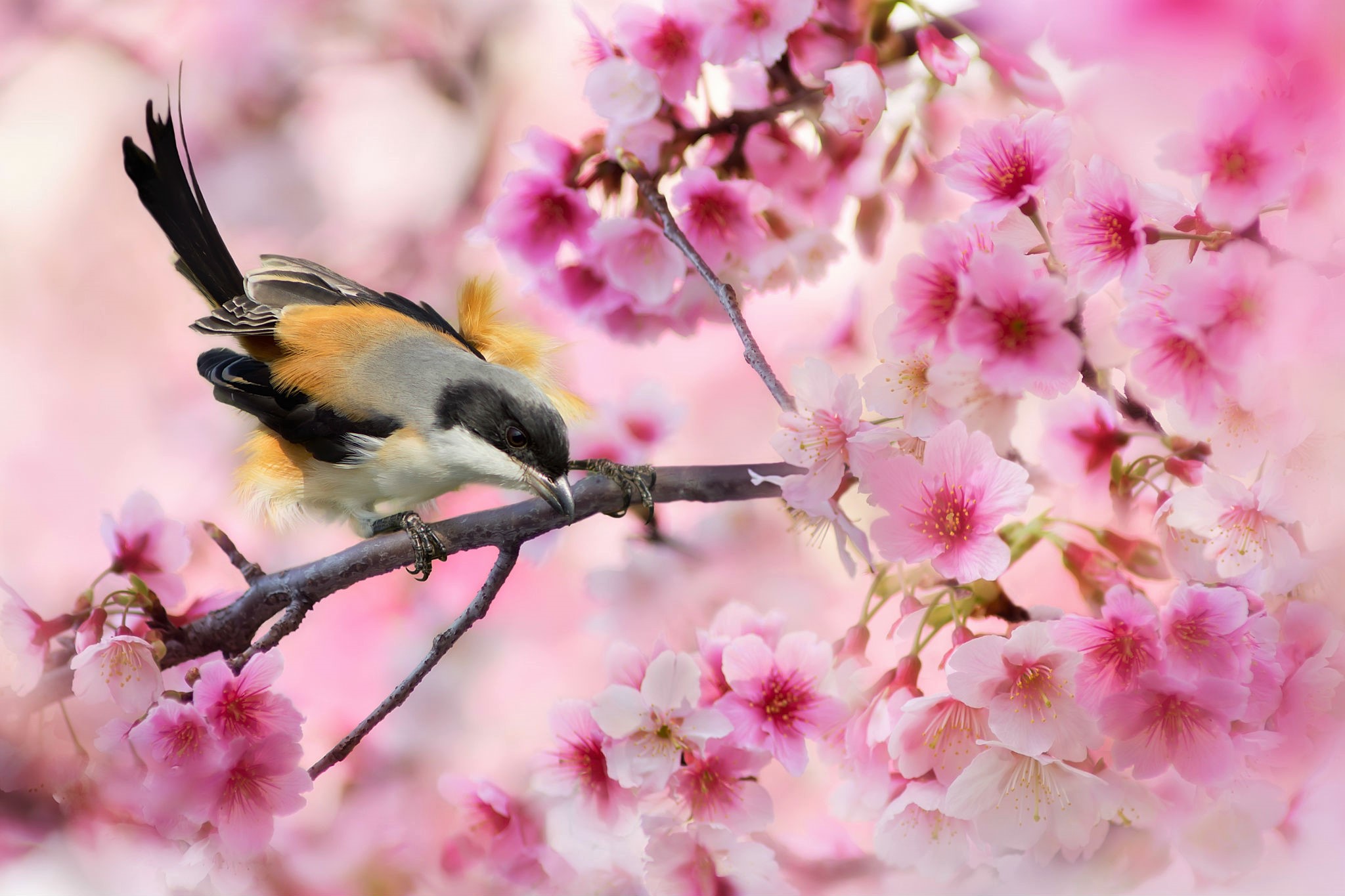 Baixar papel de parede para celular de Animais, Aves, Sakura, Pássaro, Flor Rosa, Floração, Ramo, Primavera gratuito.