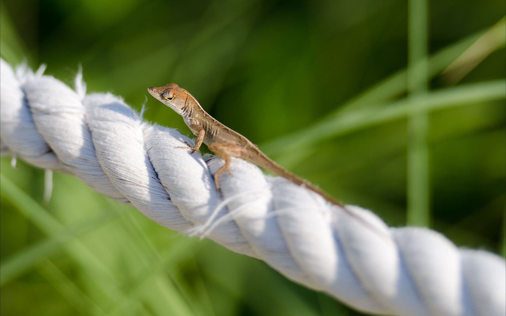 271351 Hintergrundbilder und Eidechse Bilder auf dem Desktop. Laden Sie  Bildschirmschoner kostenlos auf den PC herunter