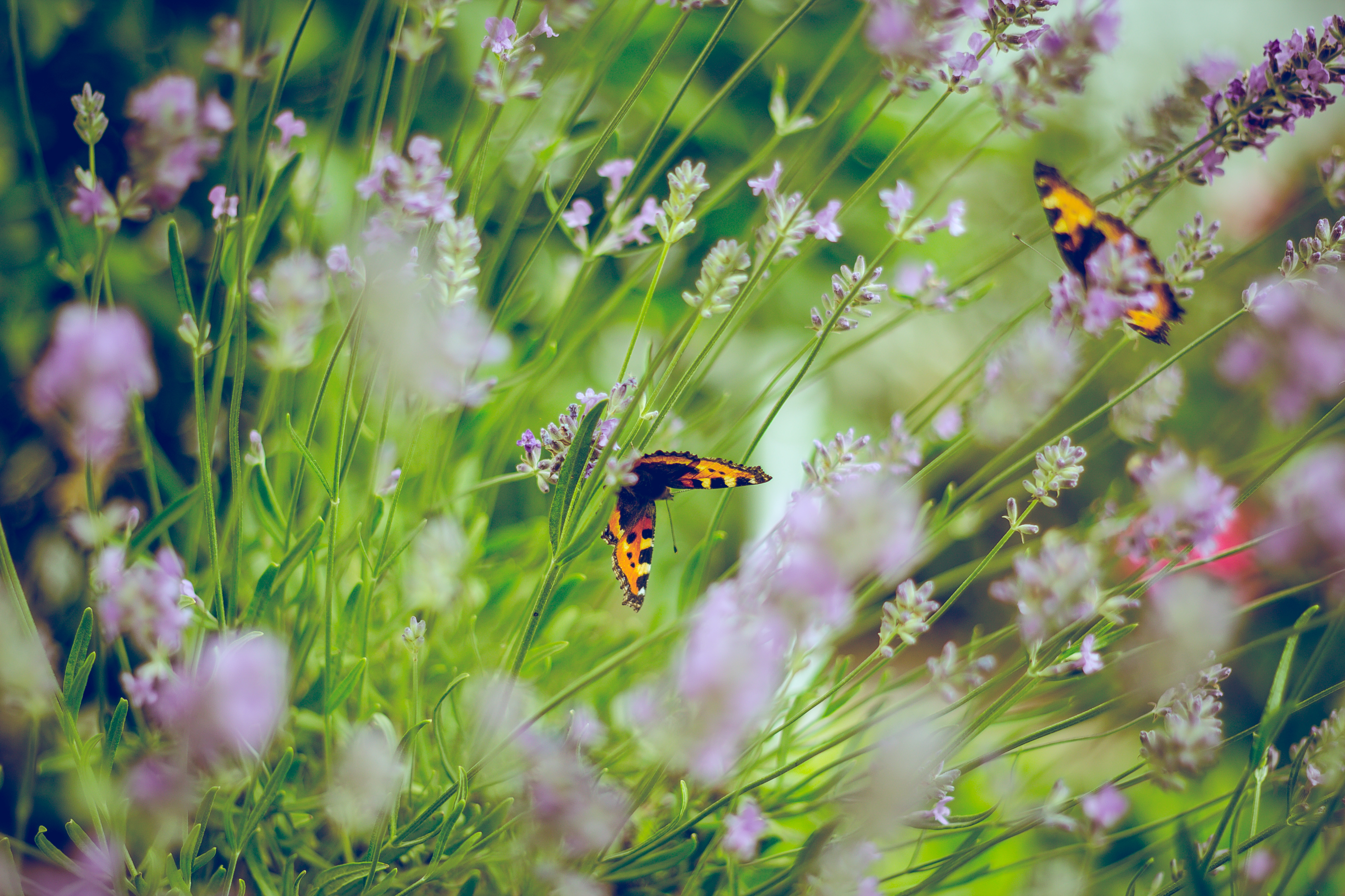 Téléchargez des papiers peints mobile Animaux, Fleur, Insecte, Papillon gratuitement.