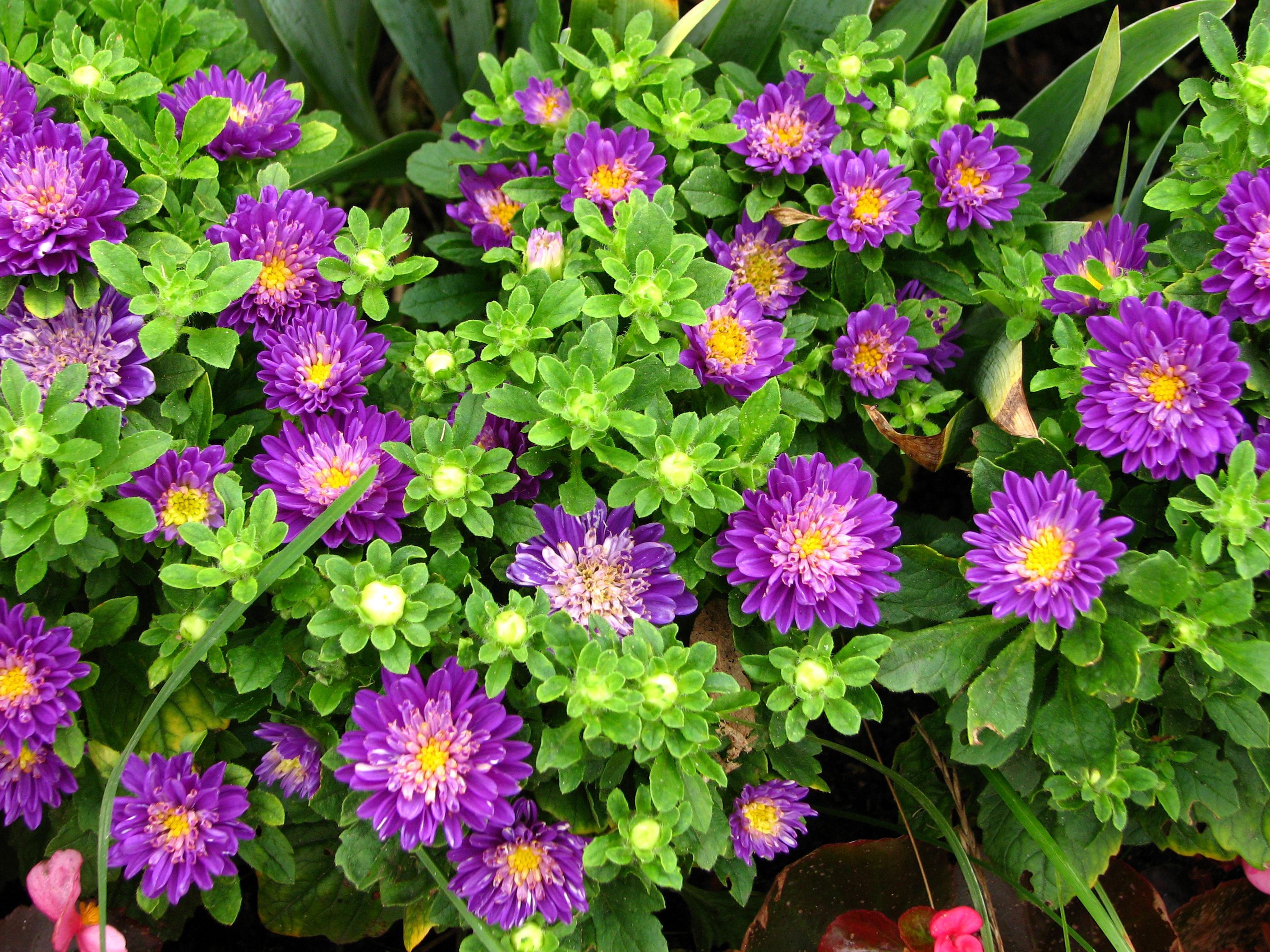 Download mobile wallpaper Nature, Flowers, Flower, Plant, Earth, Daisy, Purple Flower for free.