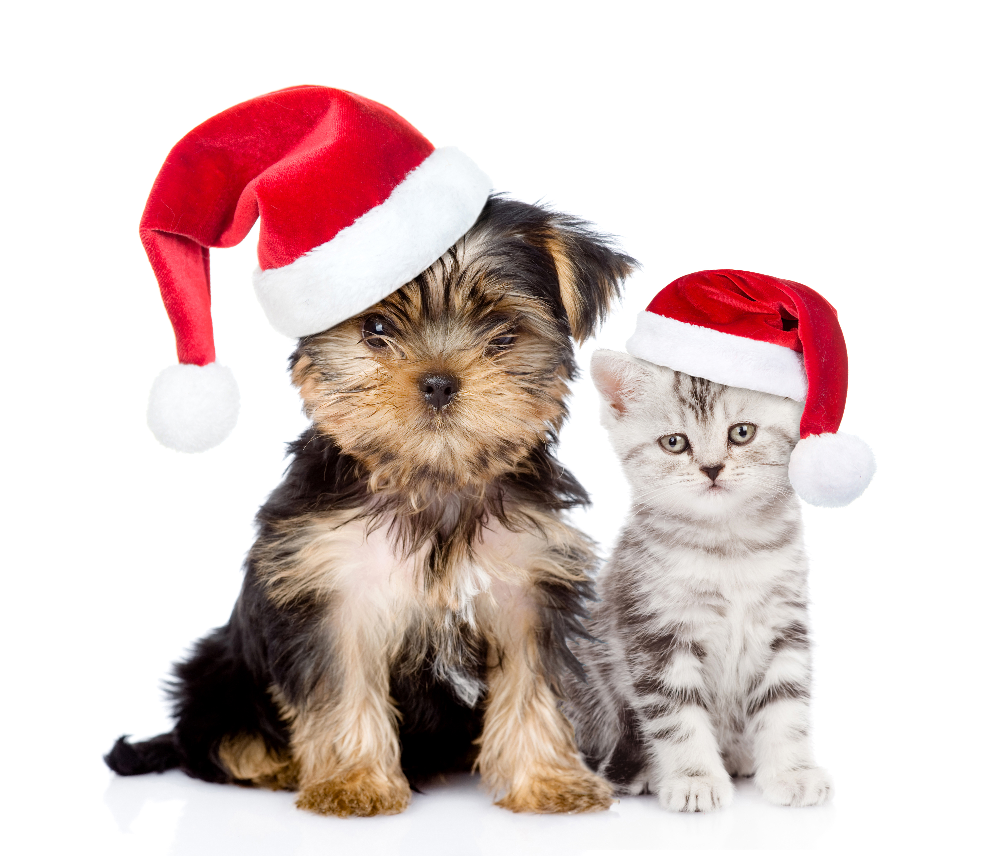 Скачати мобільні шпалери Різдво, Кішка, Кошеня, Пес, Свято, Тварина, Щеня, Капелюх Діда Мороза, Кіт Пес безкоштовно.
