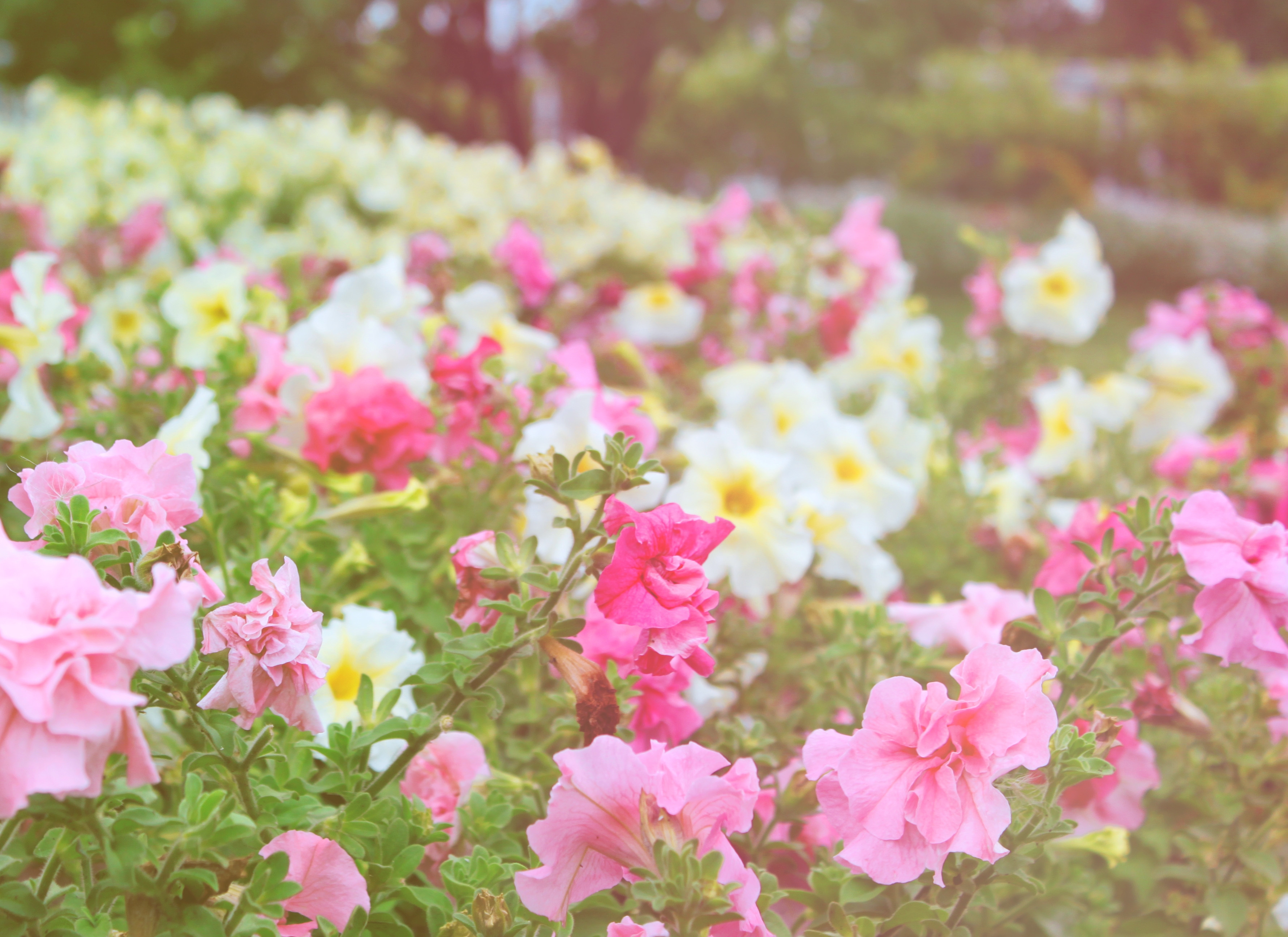 Free download wallpaper Flowers, Different, Nature, Greens, Field on your PC desktop
