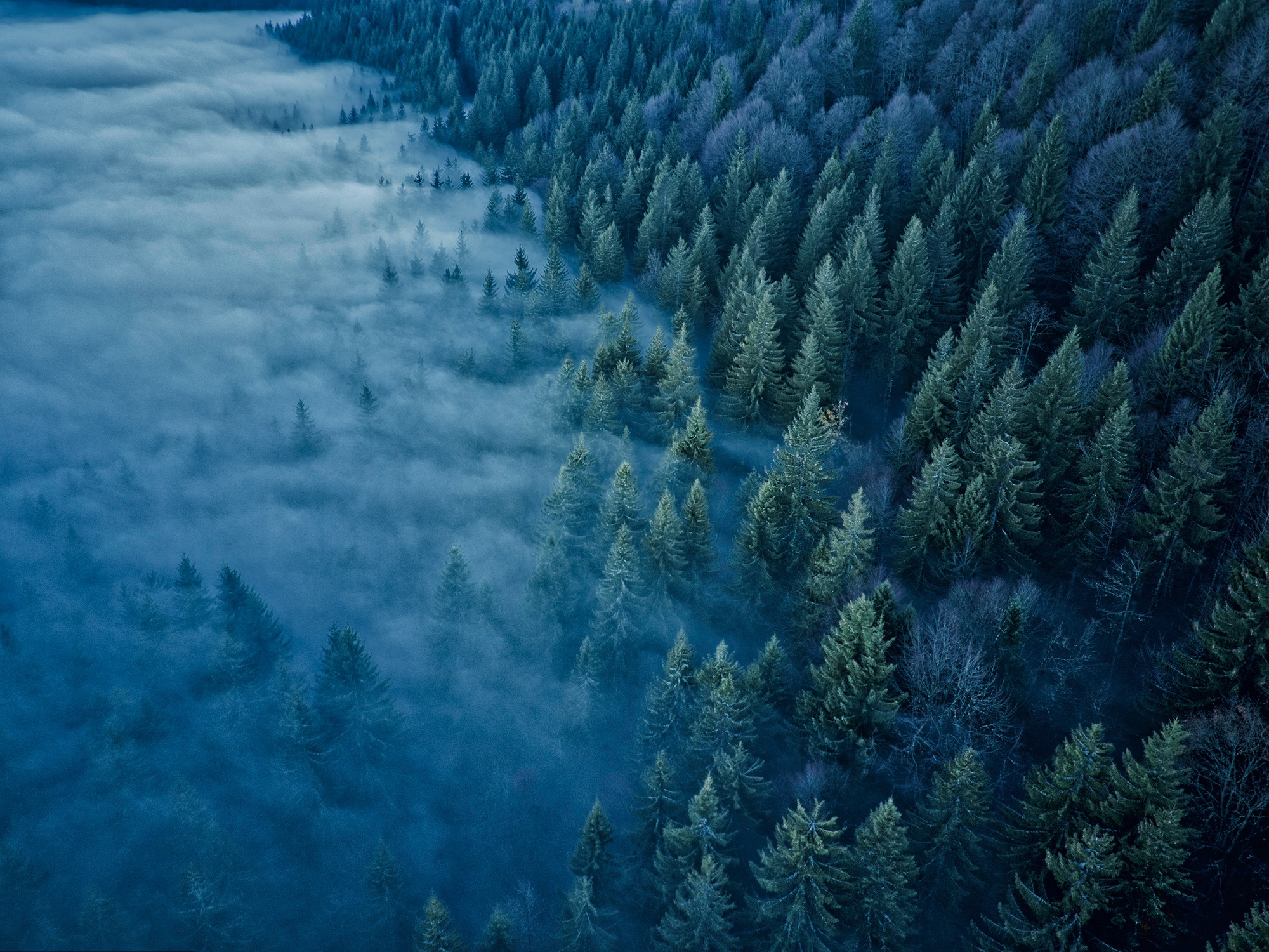 Download mobile wallpaper Nature, Forest, Fog, Earth, Aerial for free.