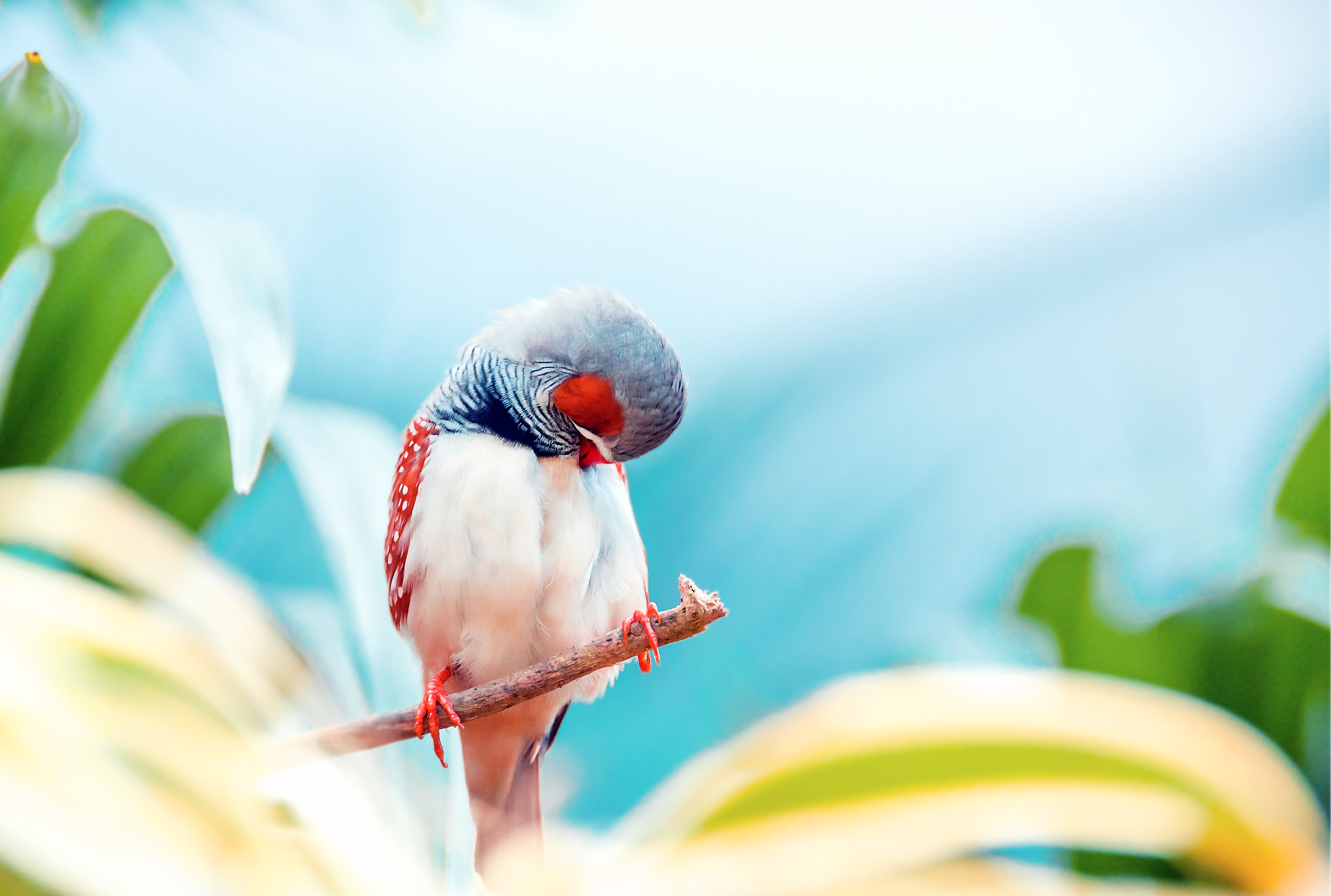 Free download wallpaper Birds, Animal, Finch on your PC desktop