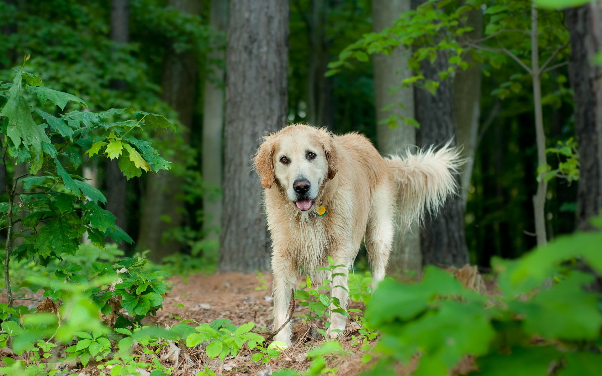 Download mobile wallpaper Golden Retriever, Dogs, Dog, Forest, Nature, Animal for free.