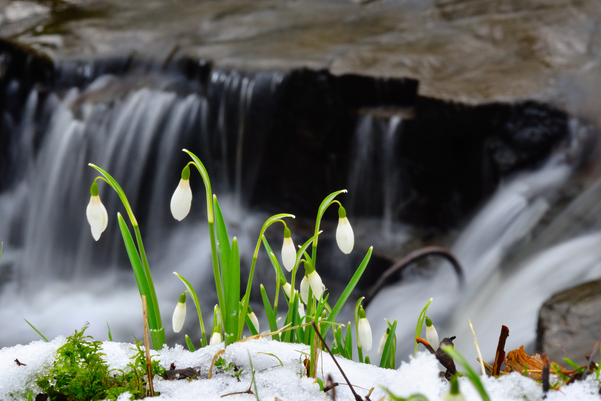 301701 télécharger l'image perce neige, terre/nature, fleur, fleurs - fonds d'écran et économiseurs d'écran gratuits