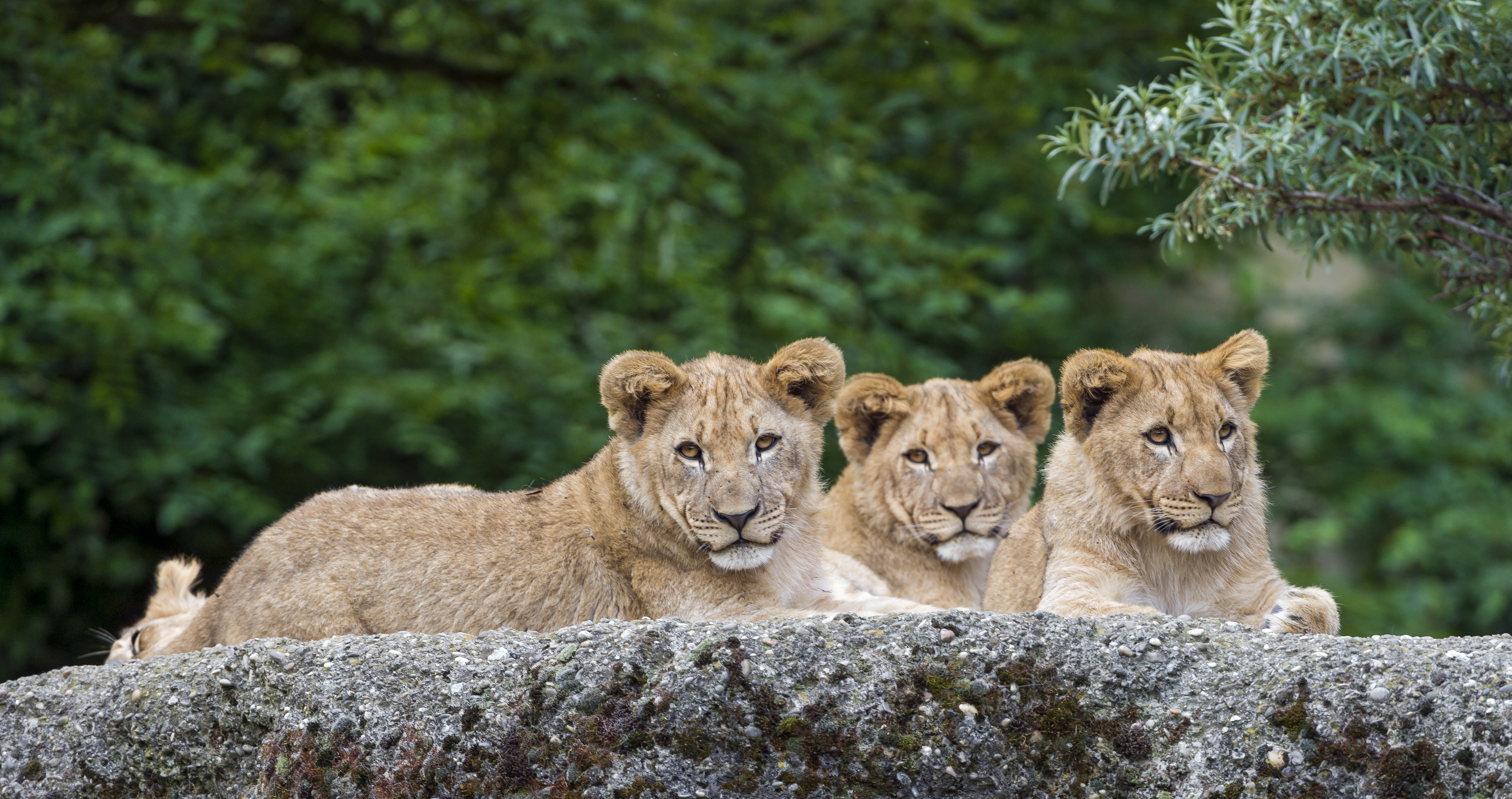 Download mobile wallpaper Cats, Lion, Animal, Baby Animal, Cub for free.