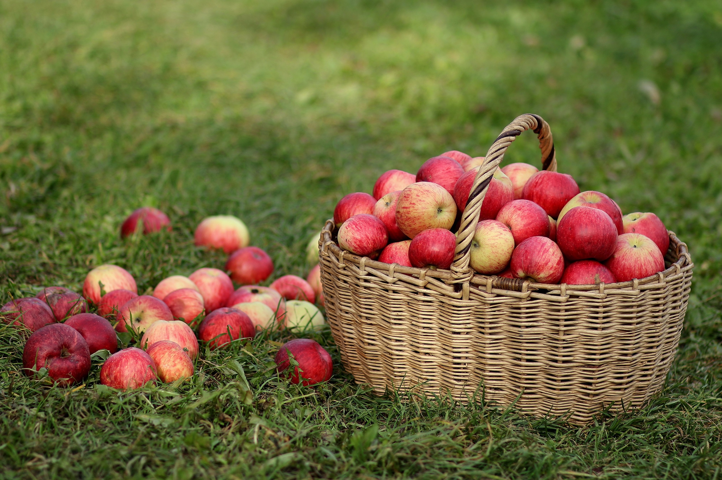 Download mobile wallpaper Fruits, Food, Apple, Fruit, Basket for free.