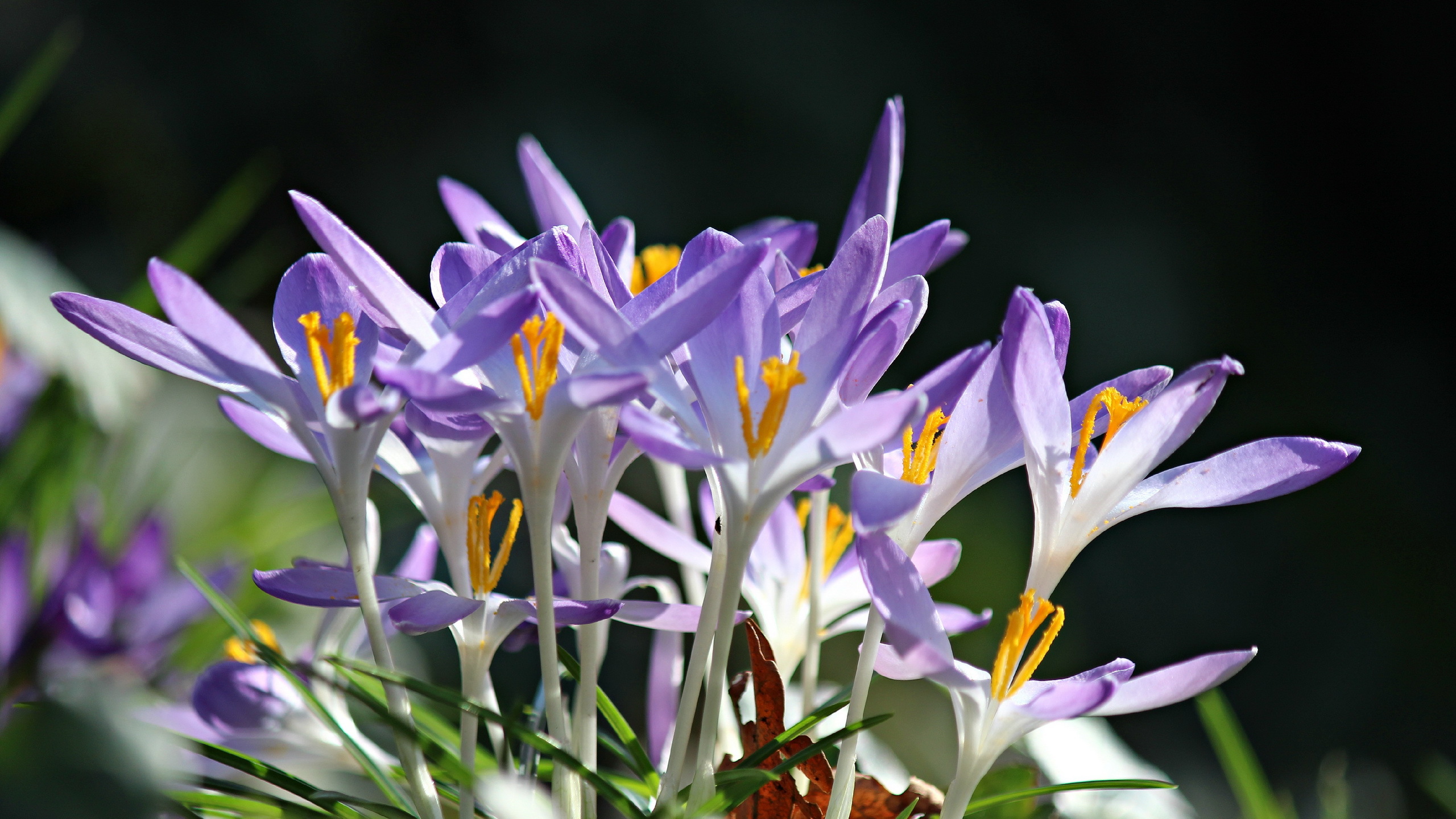 Descarga gratis la imagen Flores, Flor, Tierra/naturaleza en el escritorio de tu PC