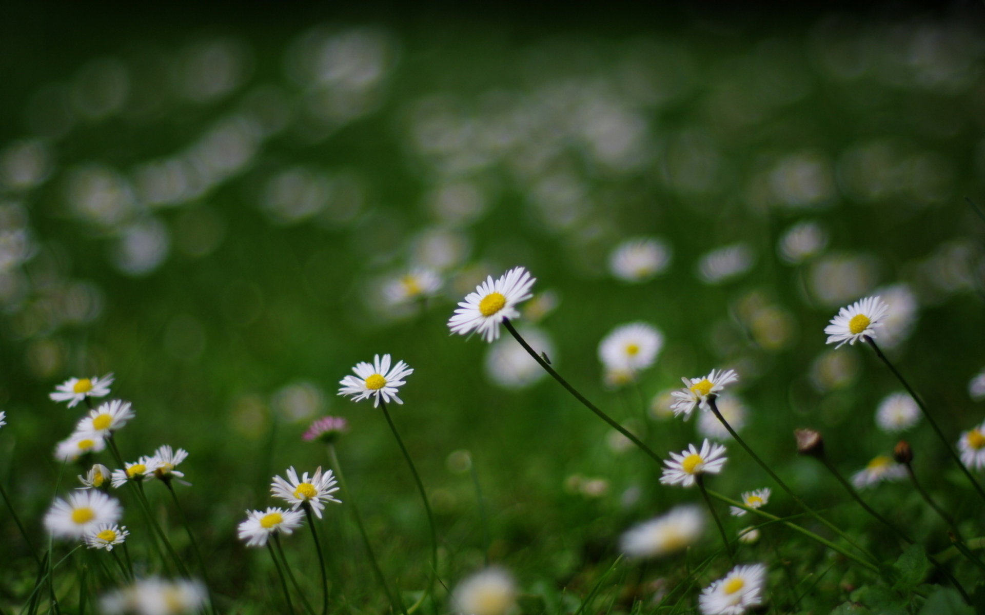 Téléchargez gratuitement l'image Fleurs, Fleur, Terre/nature sur le bureau de votre PC