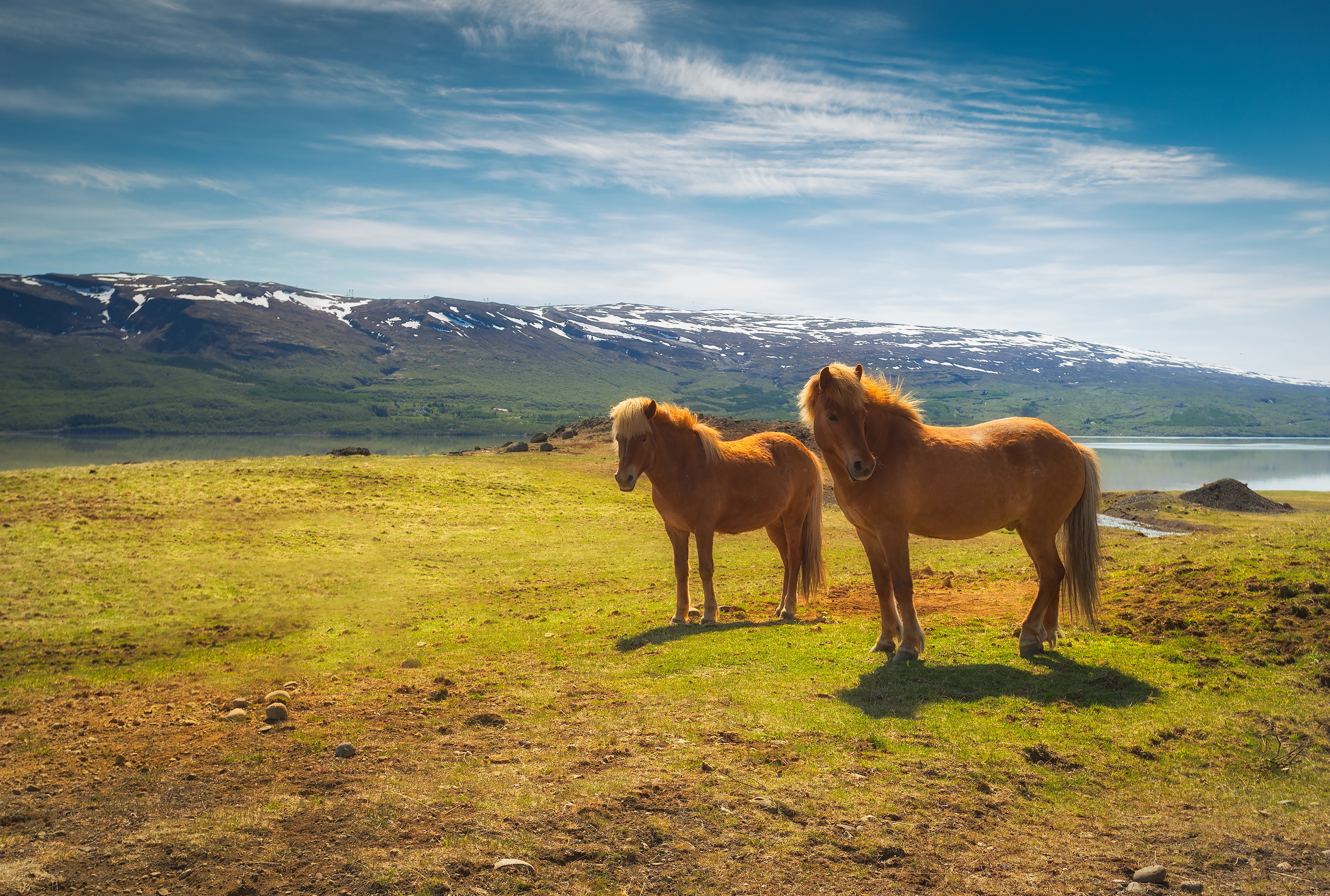 Téléchargez des papiers peints mobile Animaux, Cheval gratuitement.