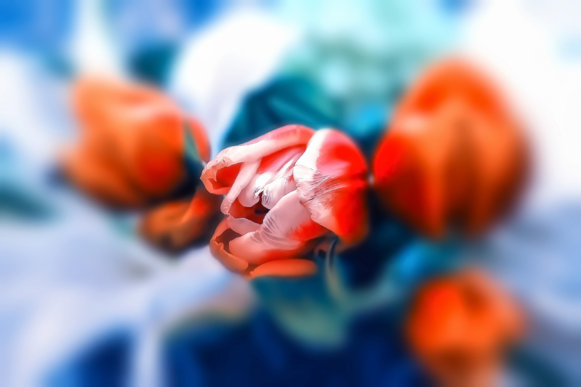 Завантажити шпалери безкоштовно Квітка, Земля, Розмиття, Тюльпан, Впритул, Апельсинова Квітка, Флауерзи картинка на робочий стіл ПК