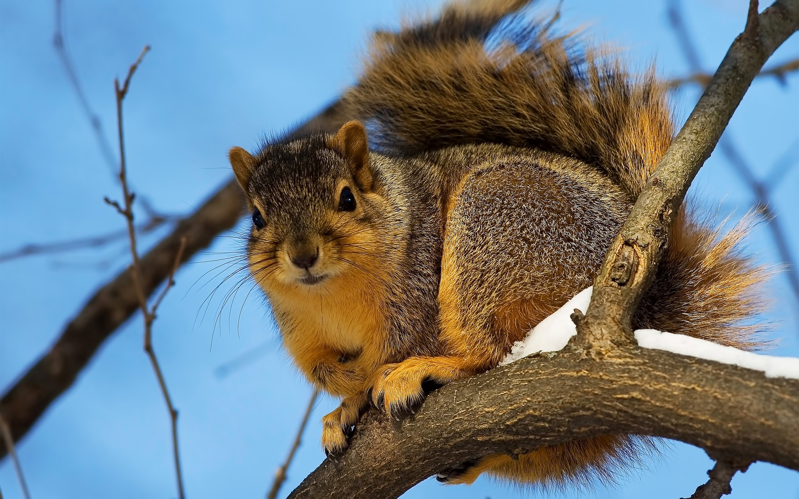 Free download wallpaper Animals, Squirrel on your PC desktop