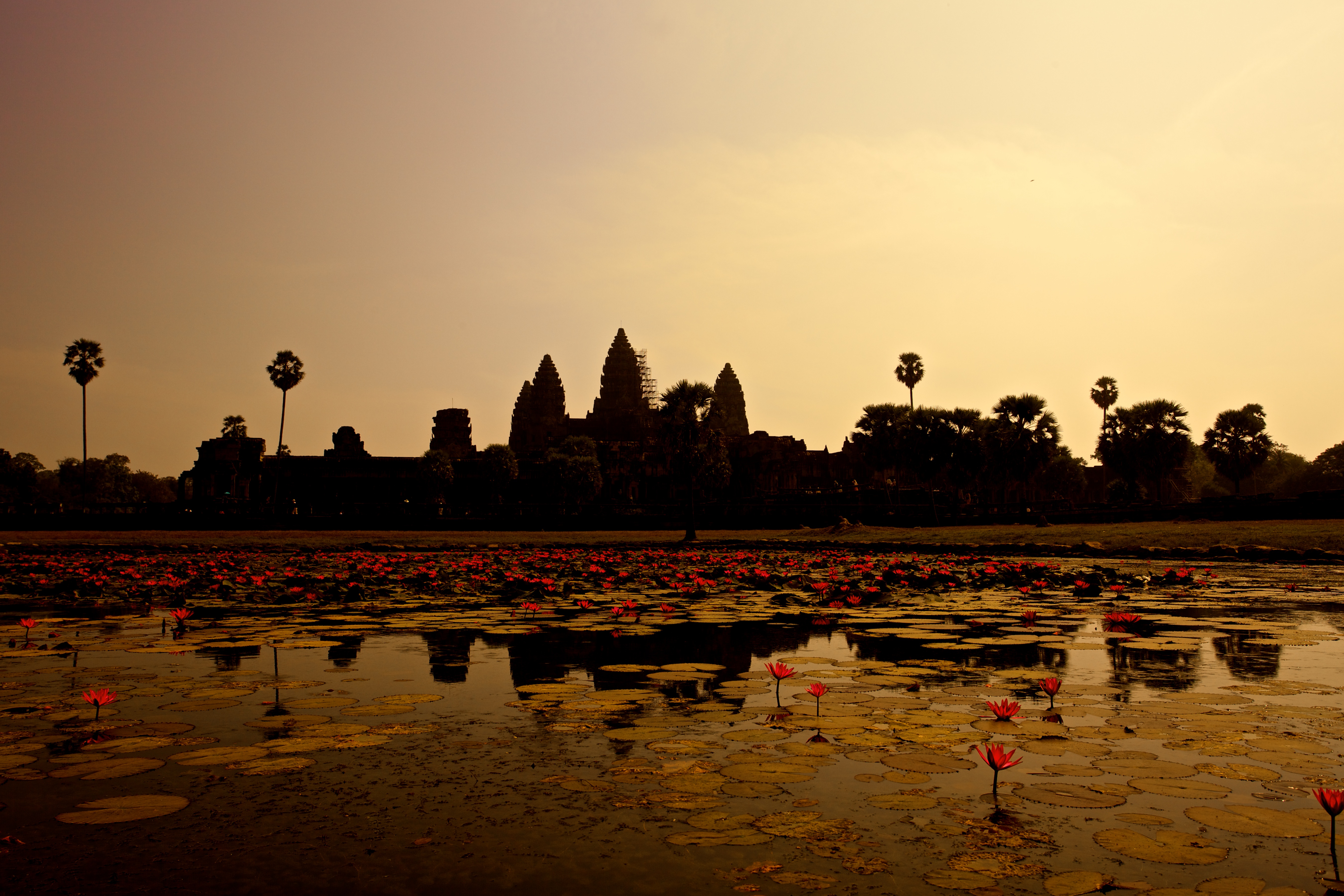 154449 télécharger l'image cambodge, nature, lilies, panorama, étang - fonds d'écran et économiseurs d'écran gratuits